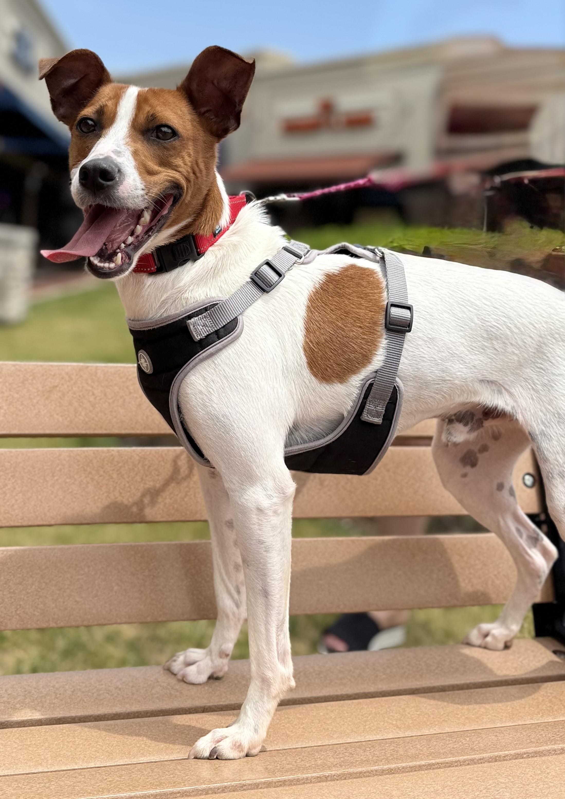 Bagel, a ADOPTABLE mixed breed in Crystal Lake, IL image 5/6
