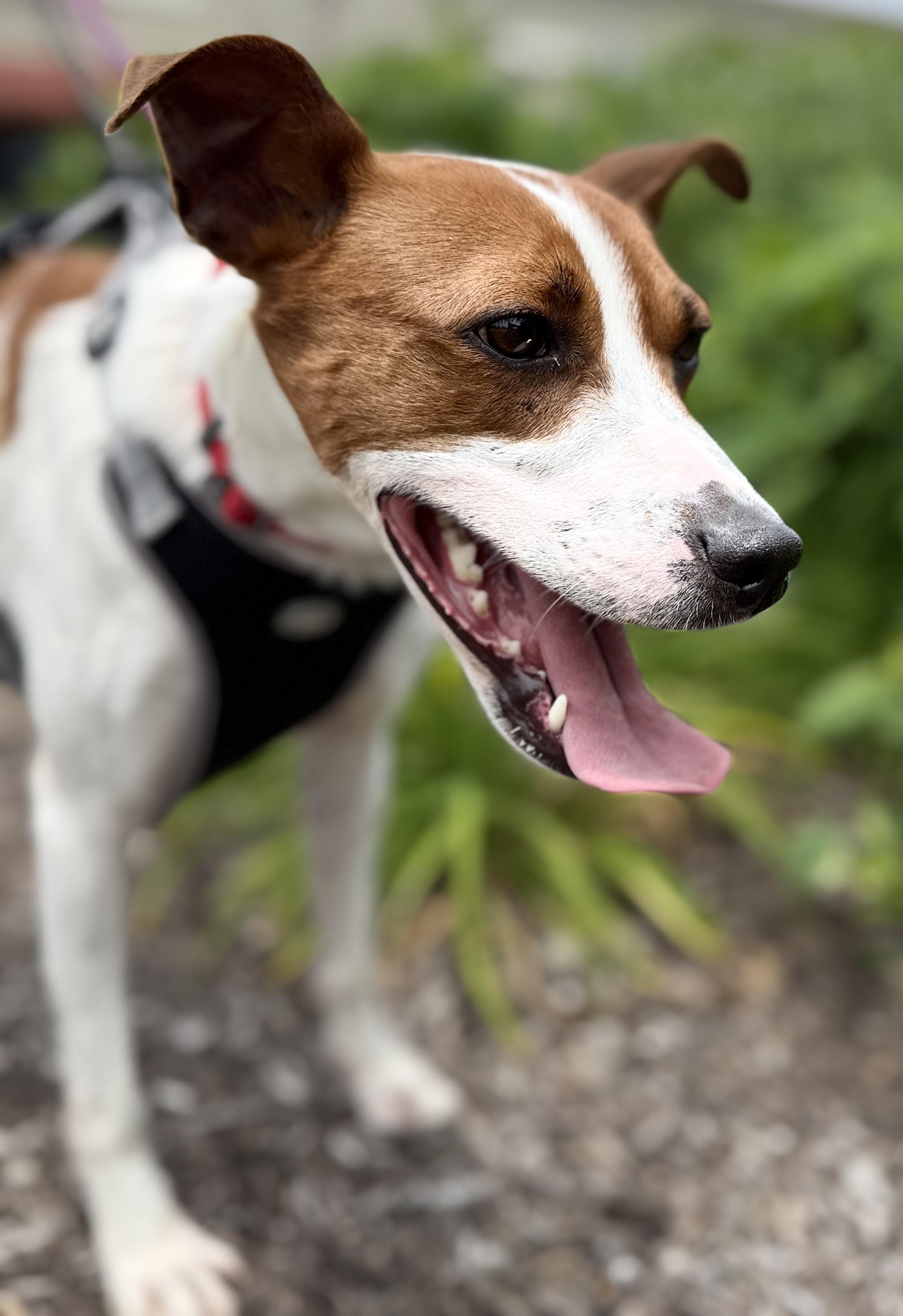 Bagel, a ADOPTABLE mixed breed in Crystal Lake, IL image 2/6