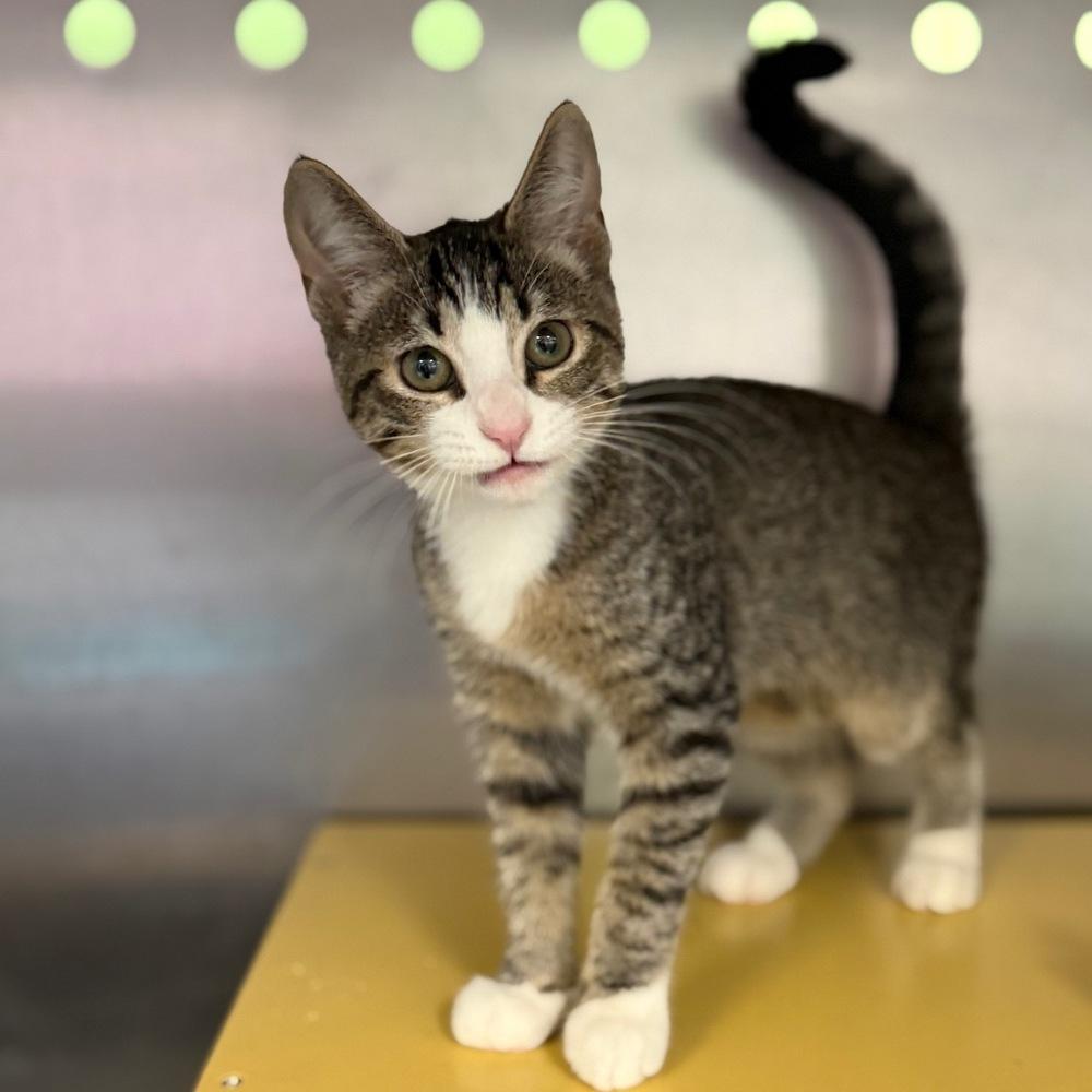 Enlarge Genie, a Adoptable mixed breed in Columbus, OH image 1/3