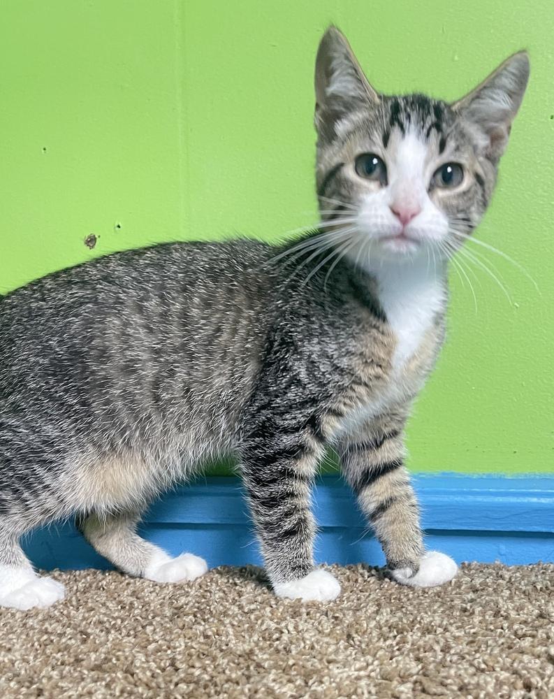Enlarge Genie, a Adoptable mixed breed in Columbus, OH image 2/3