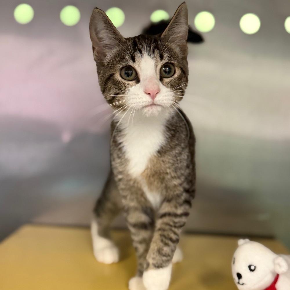 Enlarge Genie, a Adoptable mixed breed in Columbus, OH image 3/3