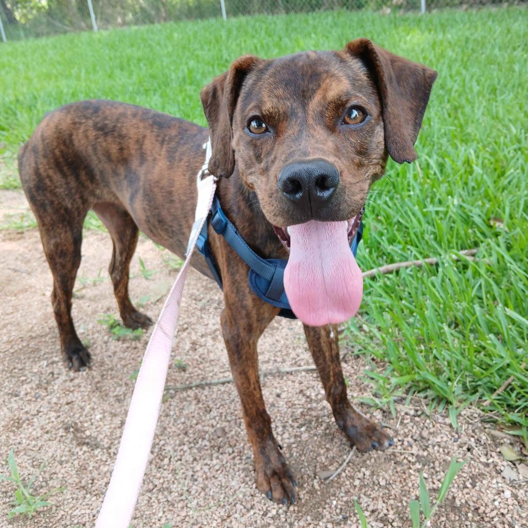 Michael, Adoptable, Adult Male Catahoula Leopard Dog & Terrier.