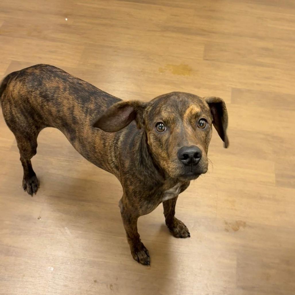 Enlarge Michael, a Adoptable mixed breed in Beaumont, TX image 2/2