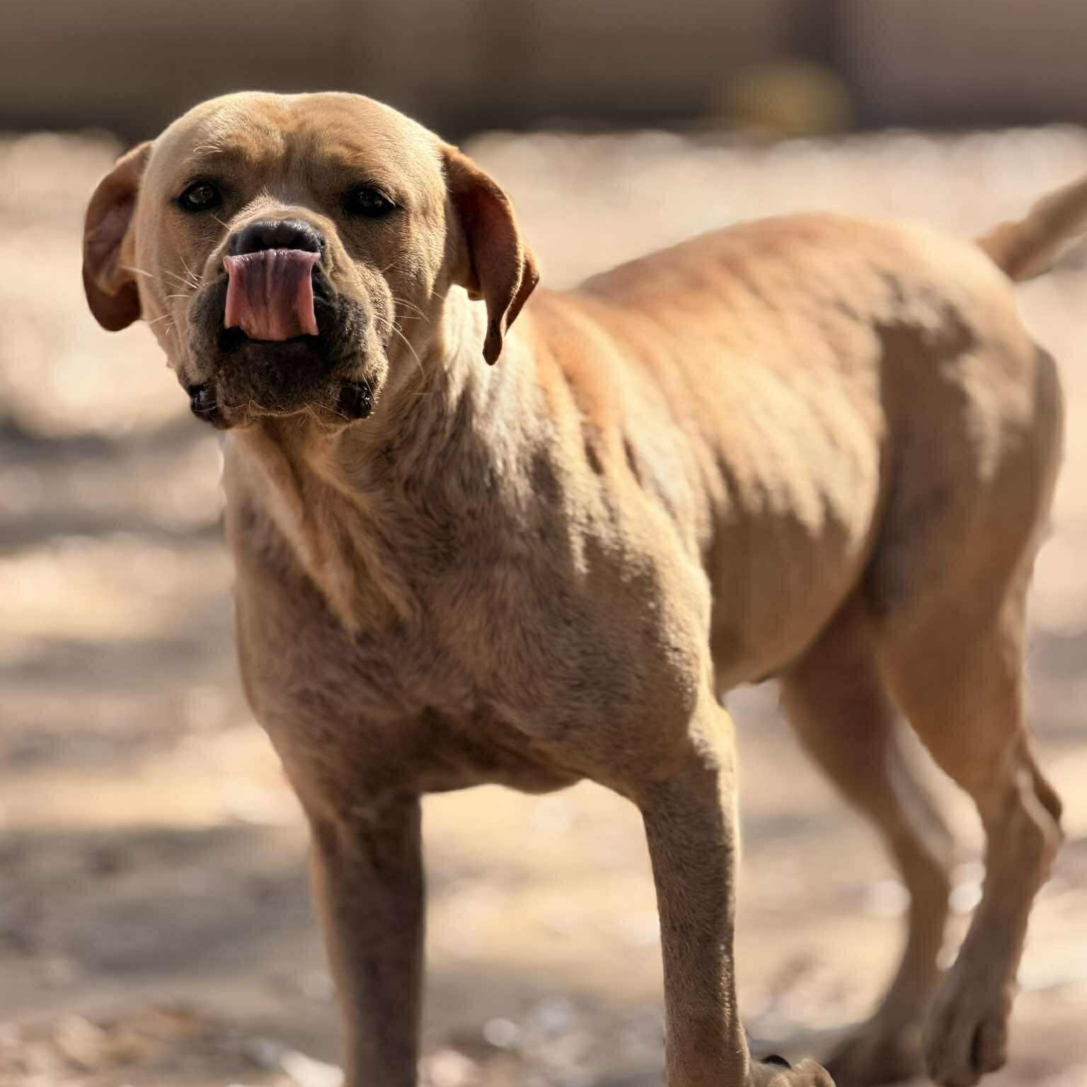 Roscoe, a ADOPTABLE mixed breed in Houston, TX image 2/6