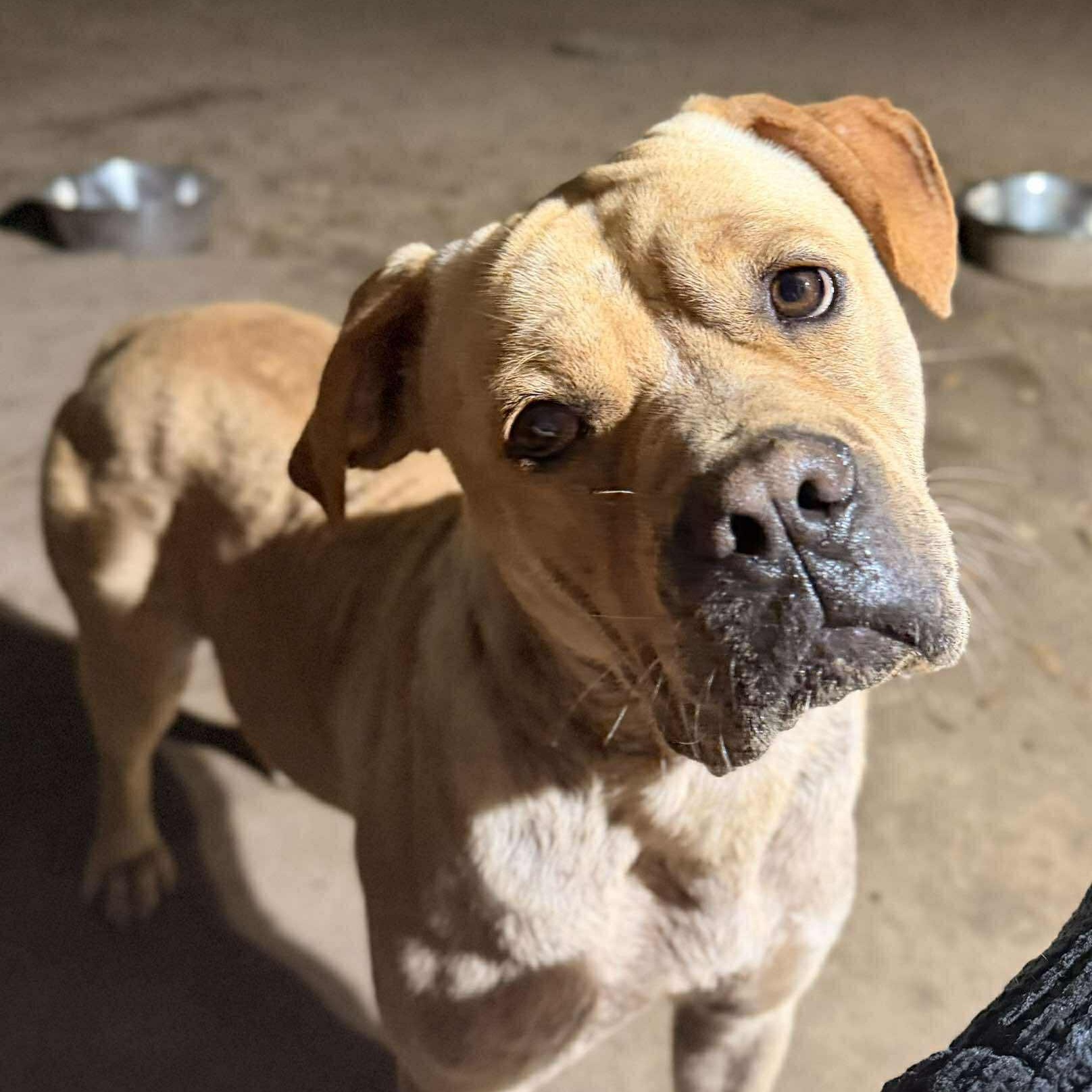 Roscoe, a ADOPTABLE mixed breed in Houston, TX image 6/6