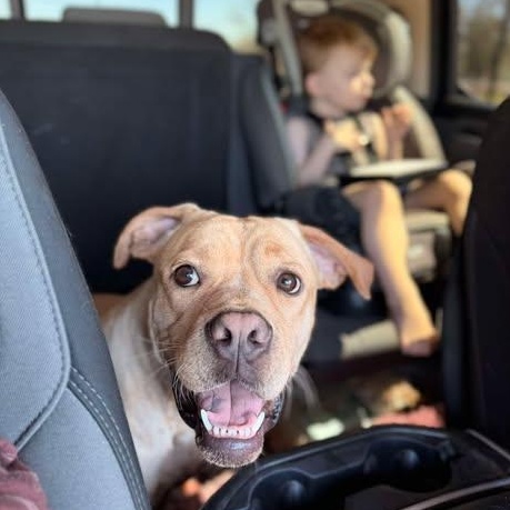 Roscoe, a ADOPTABLE mixed breed in Houston, TX image 3/6
