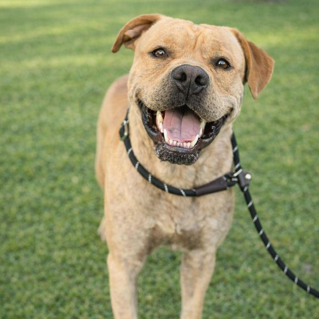 Roscoe, ADOPTABLE, Adult Male Pit Bull Terrier.