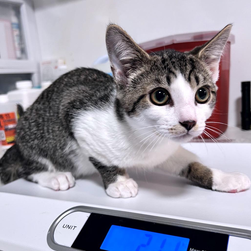 Flying Bannana, Adoptable, Young Male Domestic Short Hair.