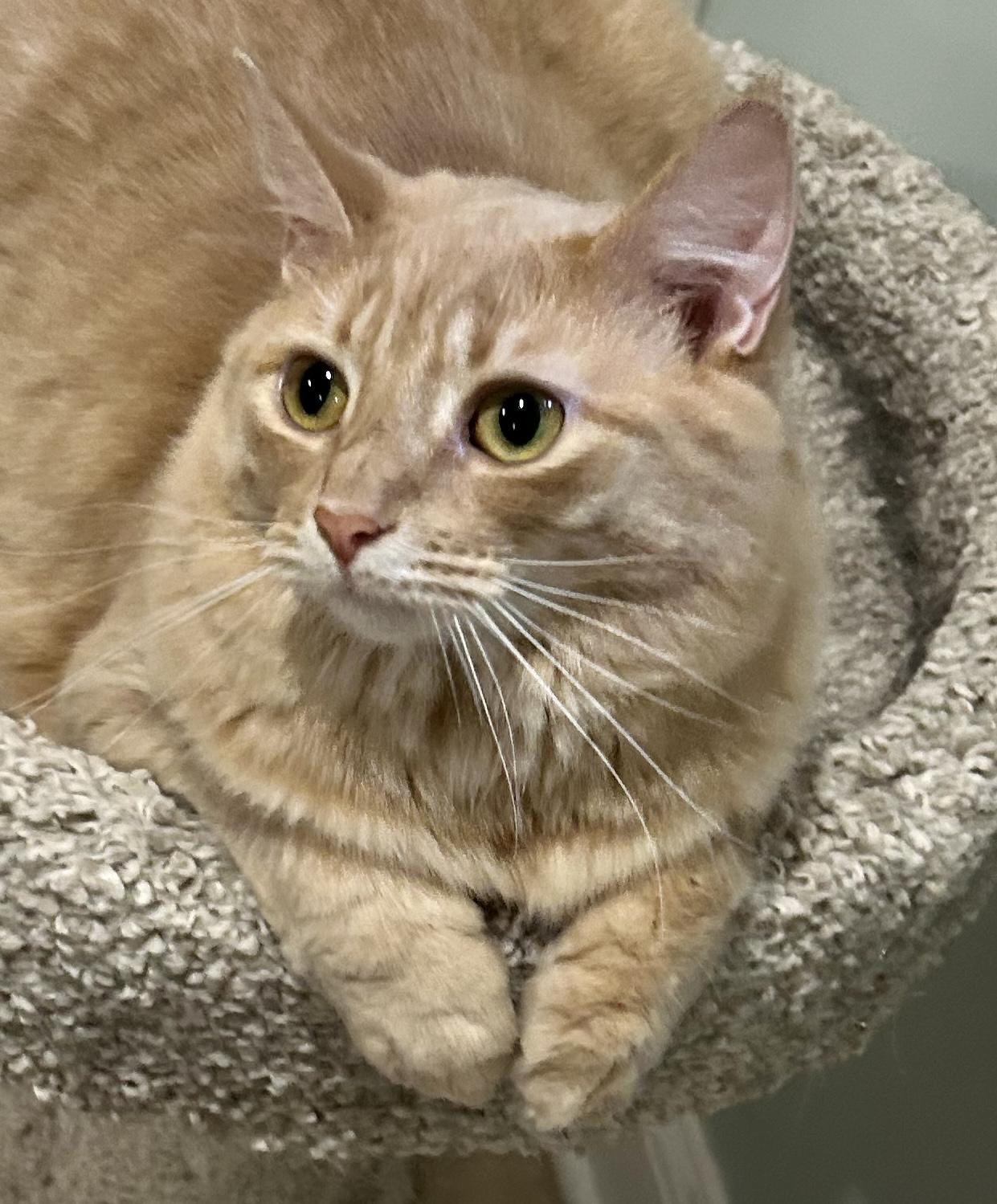 Enlarge Honey, a Adoptable Domestic Long Hair in Allentown, NJ image 1/6