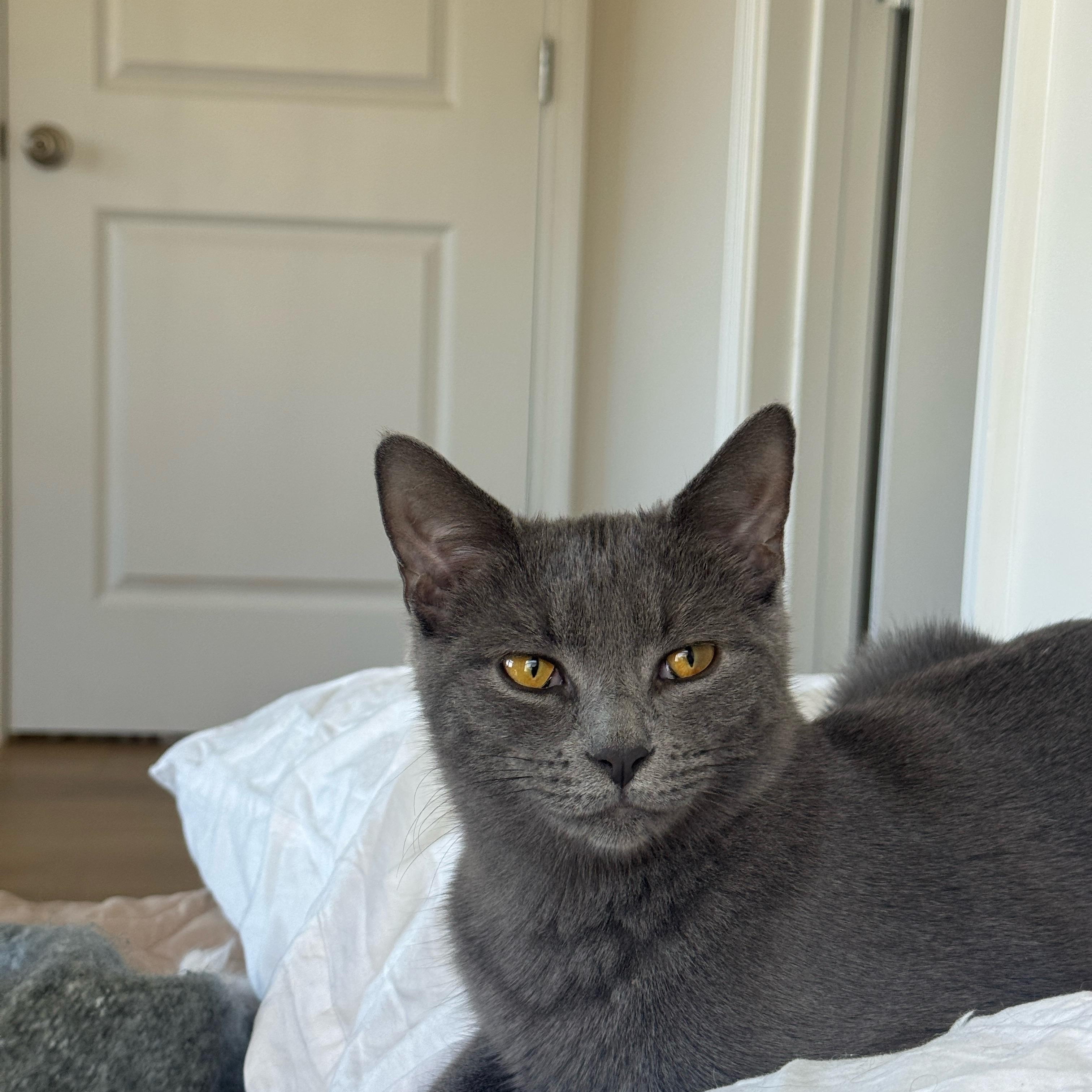 Maui, Adoptable, Kitten Male Domestic Short Hair.