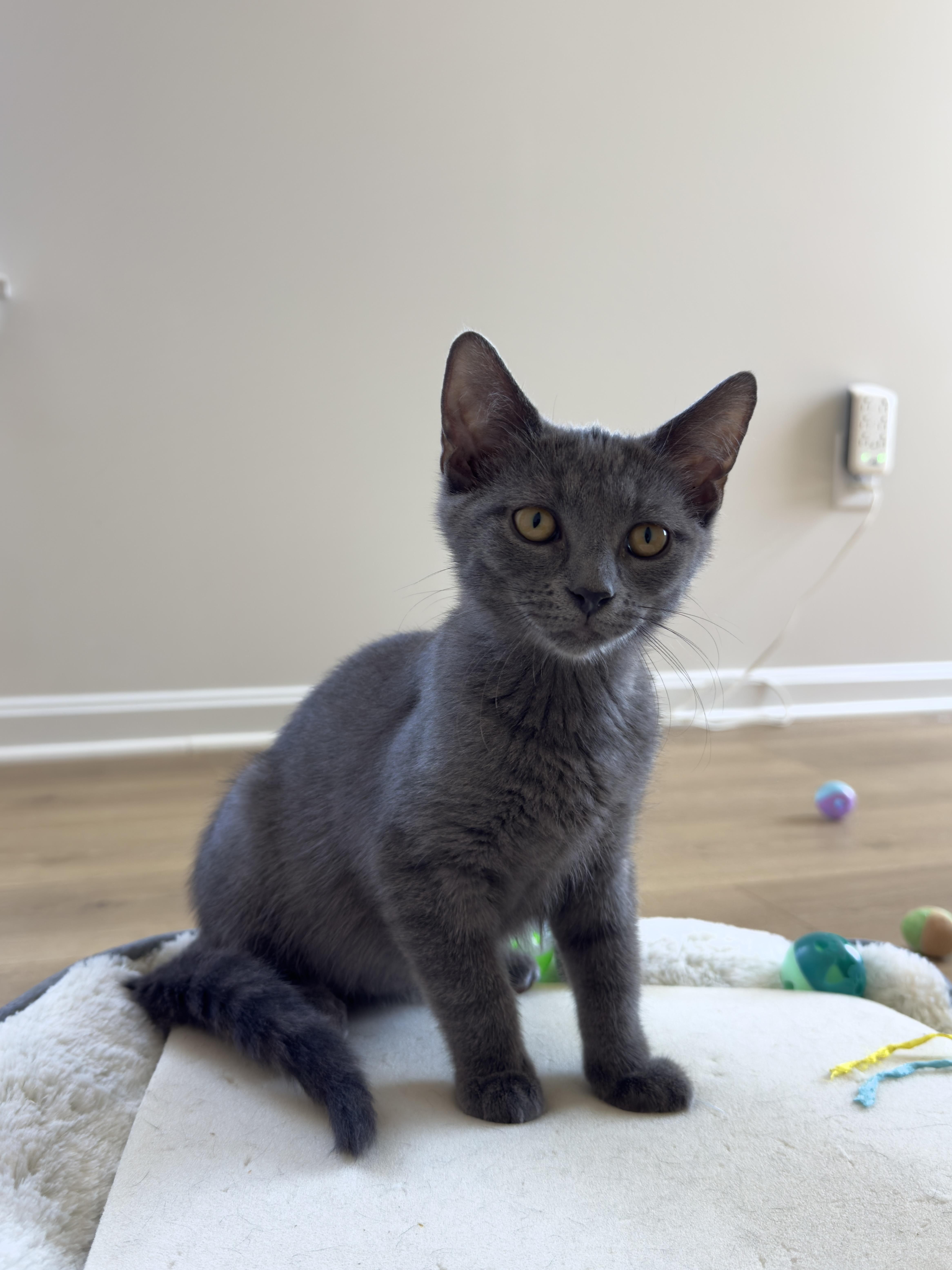 Enlarge Maui, a Adoptable Domestic Short Hair in Frederick, MD image 4/5