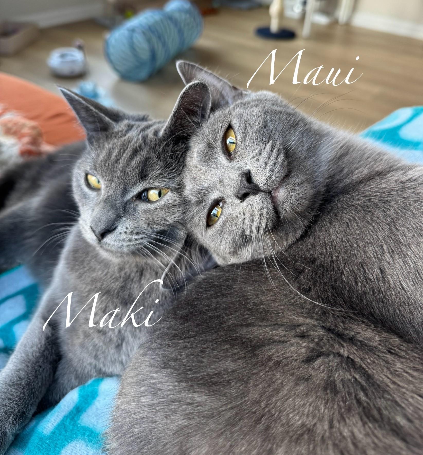 Maui + Maki, Adoptable, Kitten Male Domestic Short Hair.