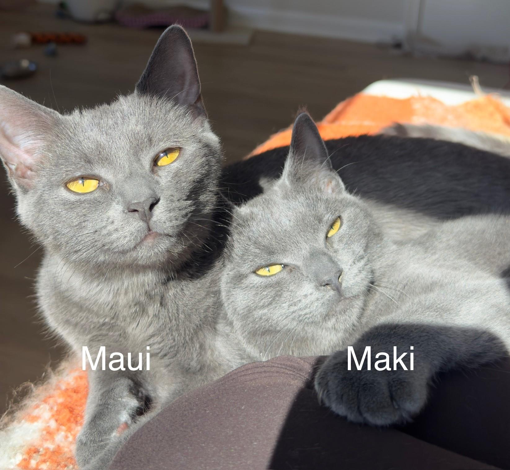 Maui + Maki, a Adoptable Domestic Short Hair in Frederick, MD image 2/5