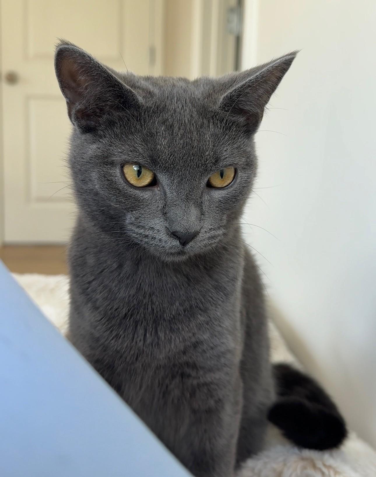 Maui + Maki, a Adoptable Domestic Short Hair in Frederick, MD image 4/5