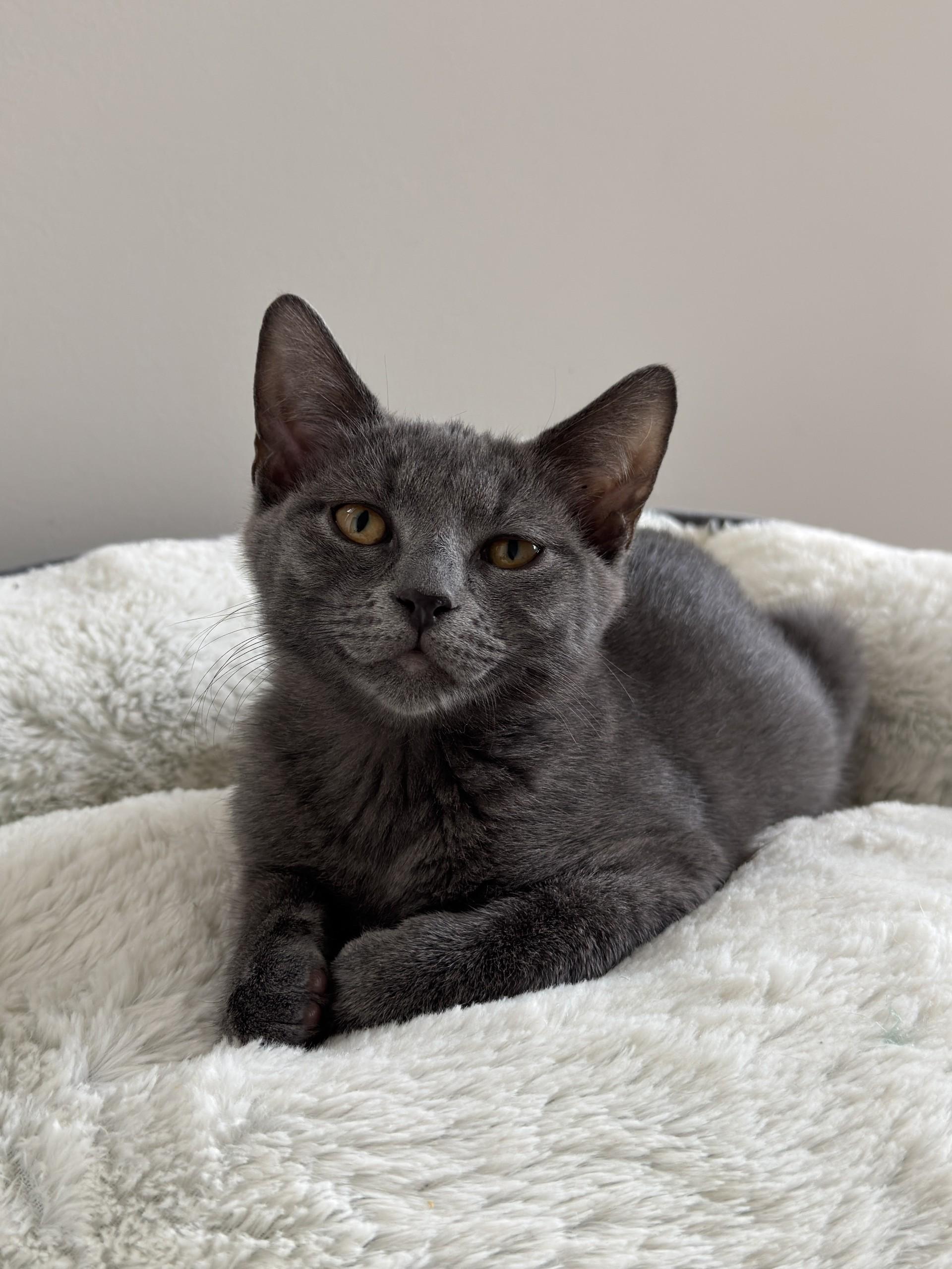 Enlarge Maui, a Adoptable Domestic Short Hair in Frederick, MD image 5/5