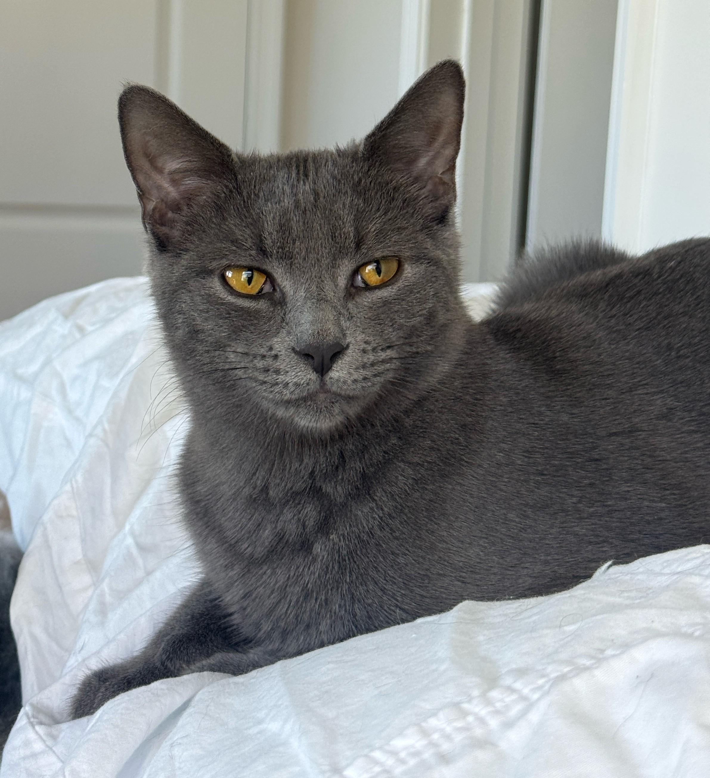 Maui + Maki, a Adoptable Domestic Short Hair in Frederick, MD image 5/5