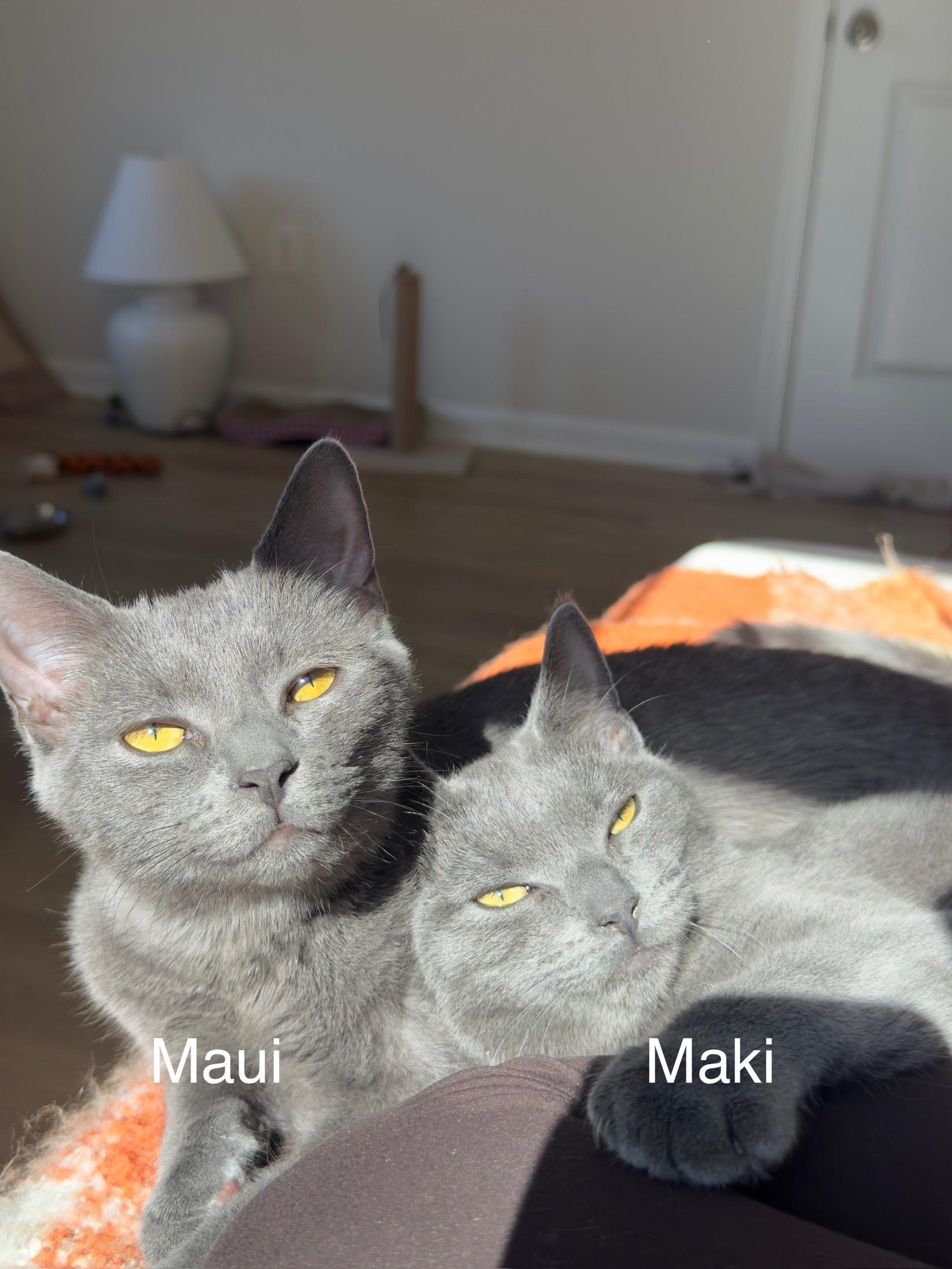 Enlarge Maui, a Adoptable Domestic Short Hair in Frederick, MD image 3/5