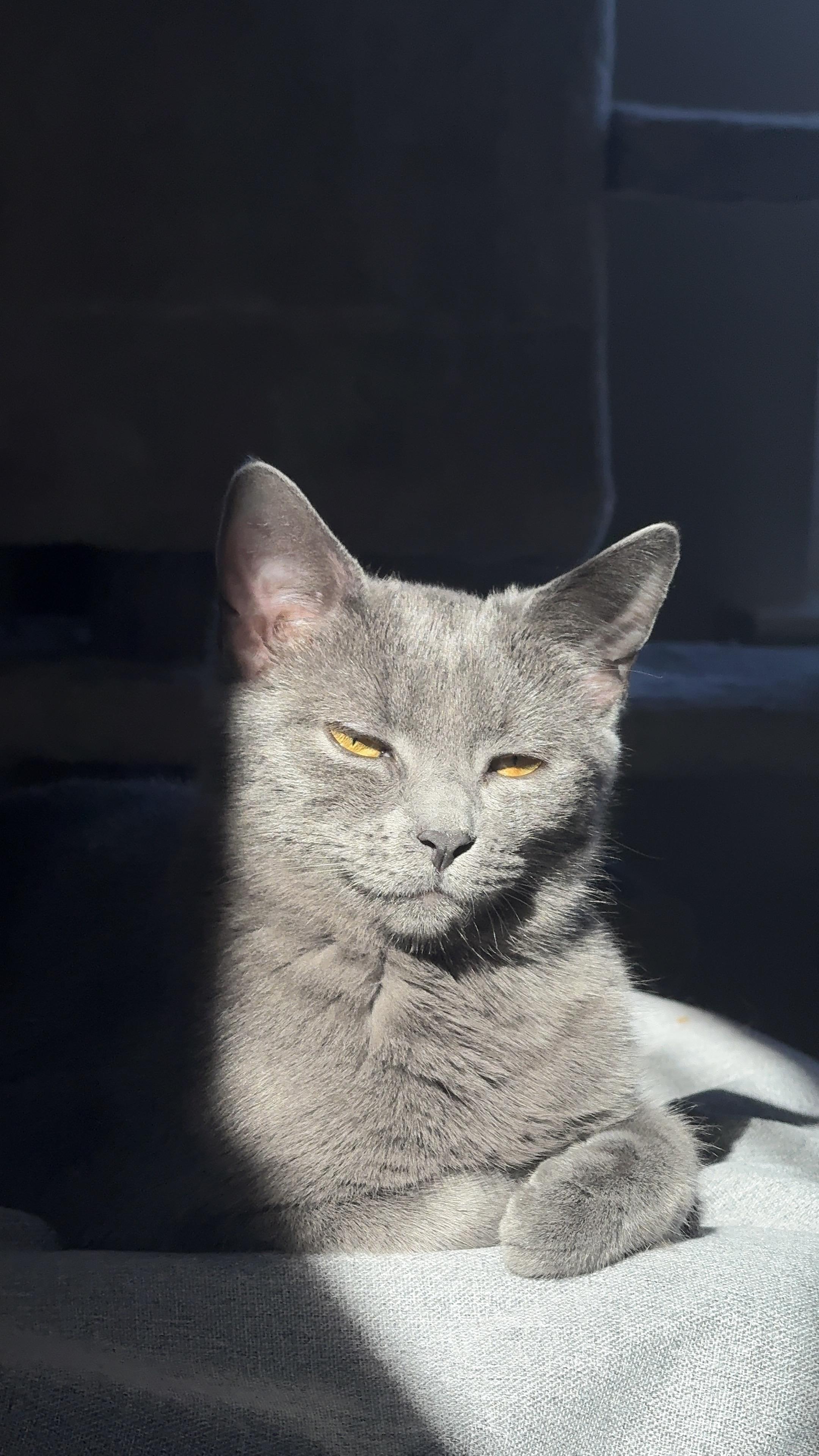 Enlarge Maui, a Adoptable Domestic Short Hair in Frederick, MD image 2/5