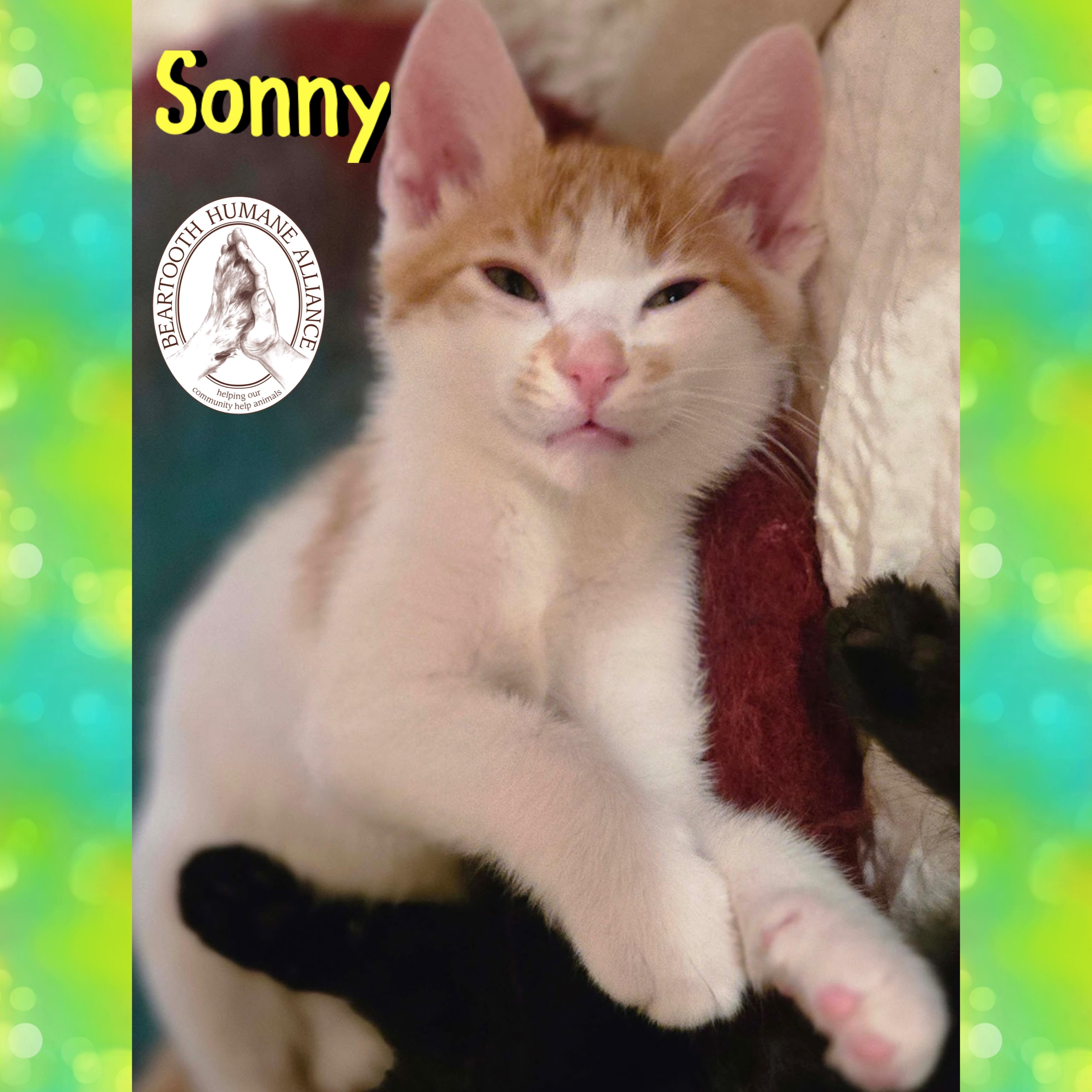 Sonny, an adoptable Domestic Short Hair in Red Lodge, MT, 59068 | Photo Image 2