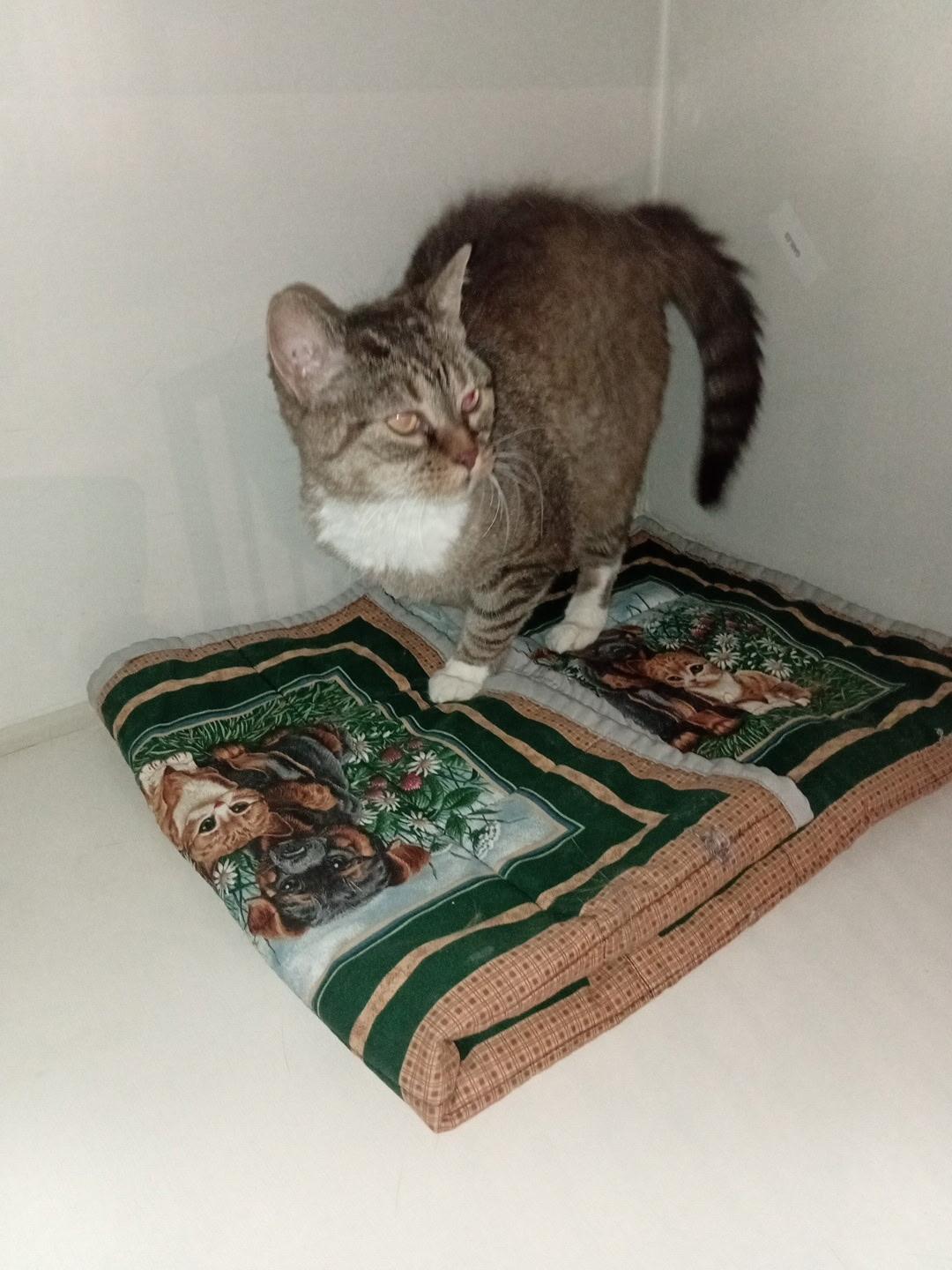 Enlarge Jazzy, a ADOPTABLE Domestic Short Hair in Hay River, NT image 2/2