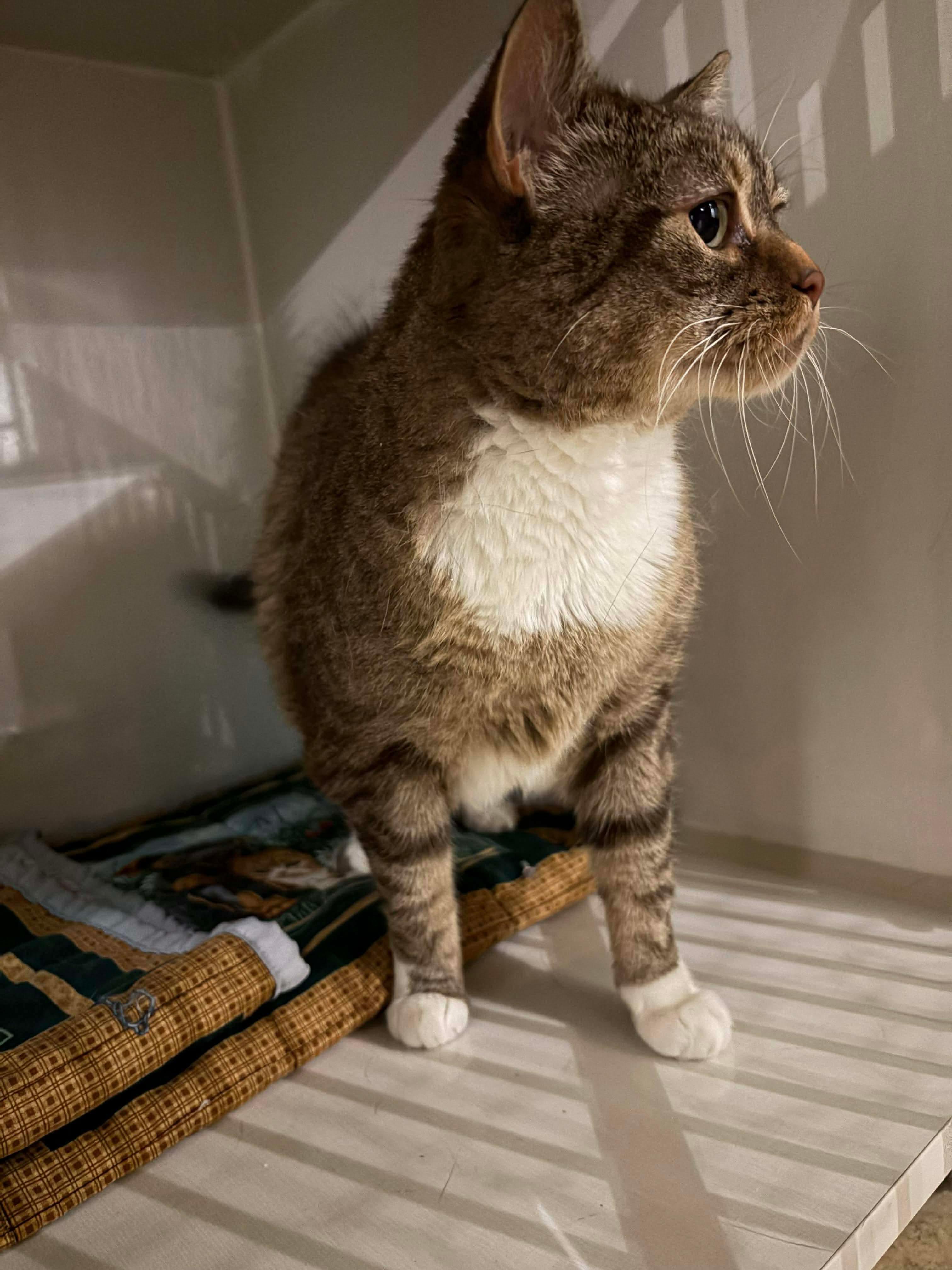 Jazzy, ADOPTABLE, Senior Female Domestic Short Hair.