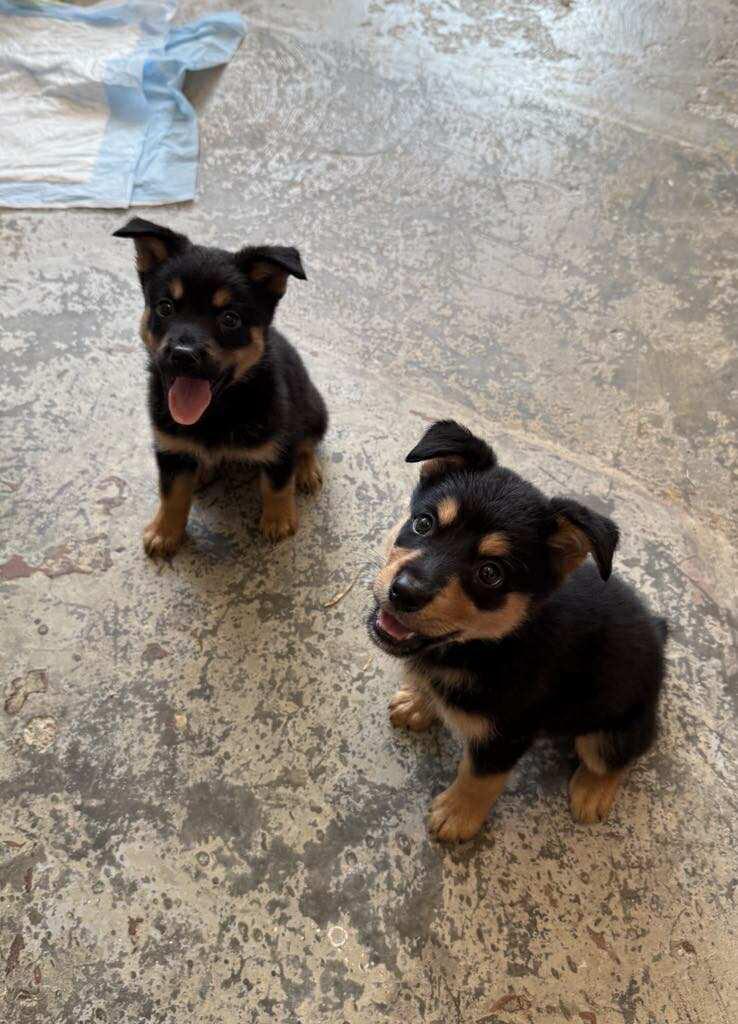 EFFIE and TESS