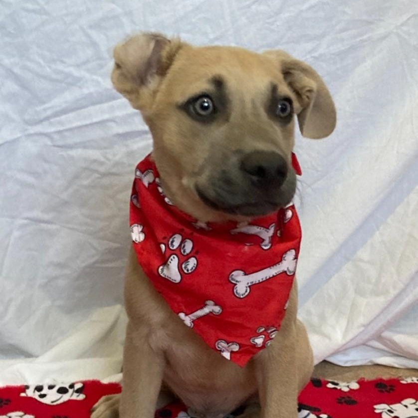 Enlarge Nitro, a Adoptable mixed breed in Pensacola, FL image 3/5