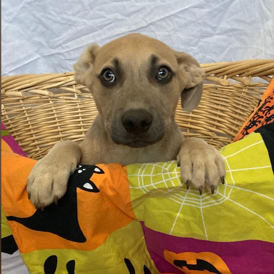 Nitro, Adoptable, Puppy Male Corgi & Hound.