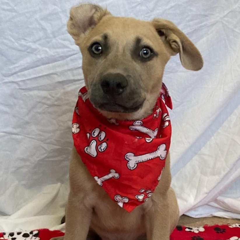 Enlarge Nitro, a Adoptable mixed breed in Pensacola, FL image 5/5