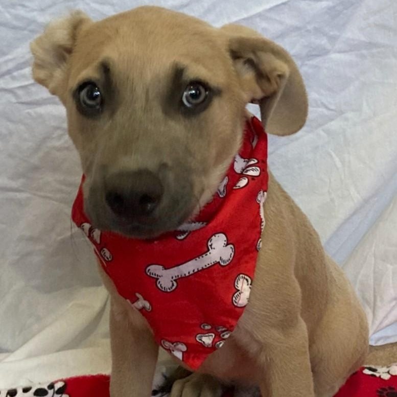 Enlarge Nitro, a Adoptable mixed breed in Pensacola, FL image 4/5