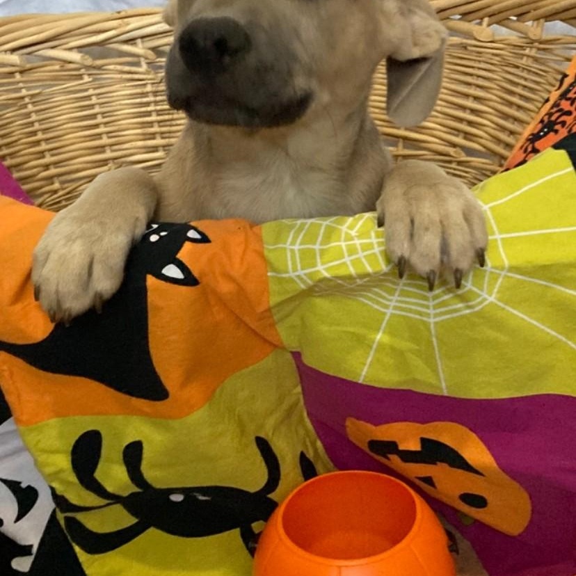 Enlarge Nitro, a Adoptable mixed breed in Pensacola, FL image 2/5