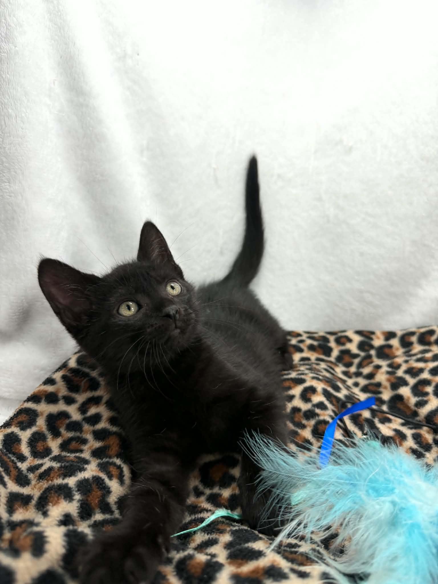 Cooper, ADOPTABLE, Kitten Male Domestic Short Hair.
