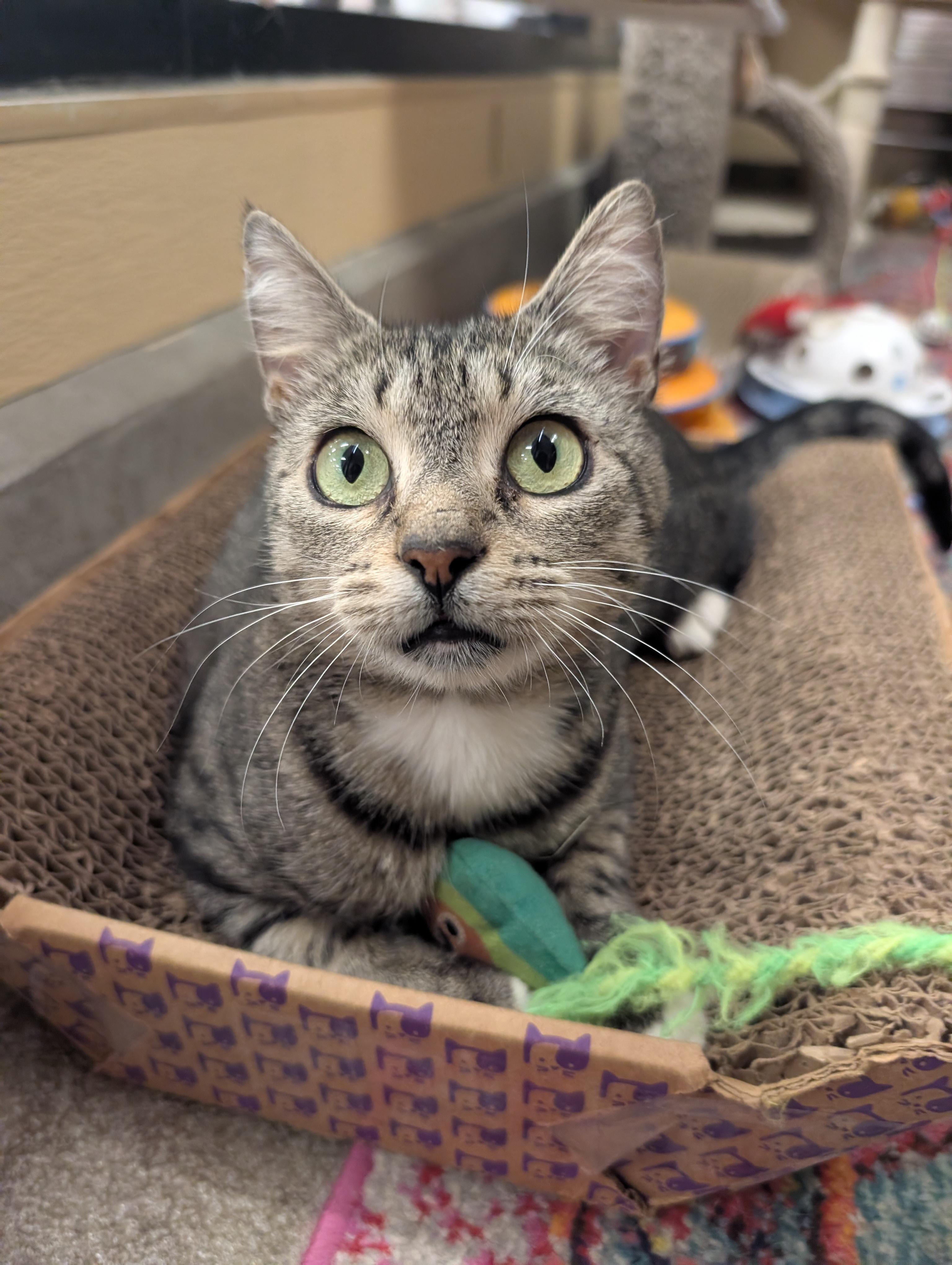 Linnea, Adoptable, Adult Female Domestic Short Hair.