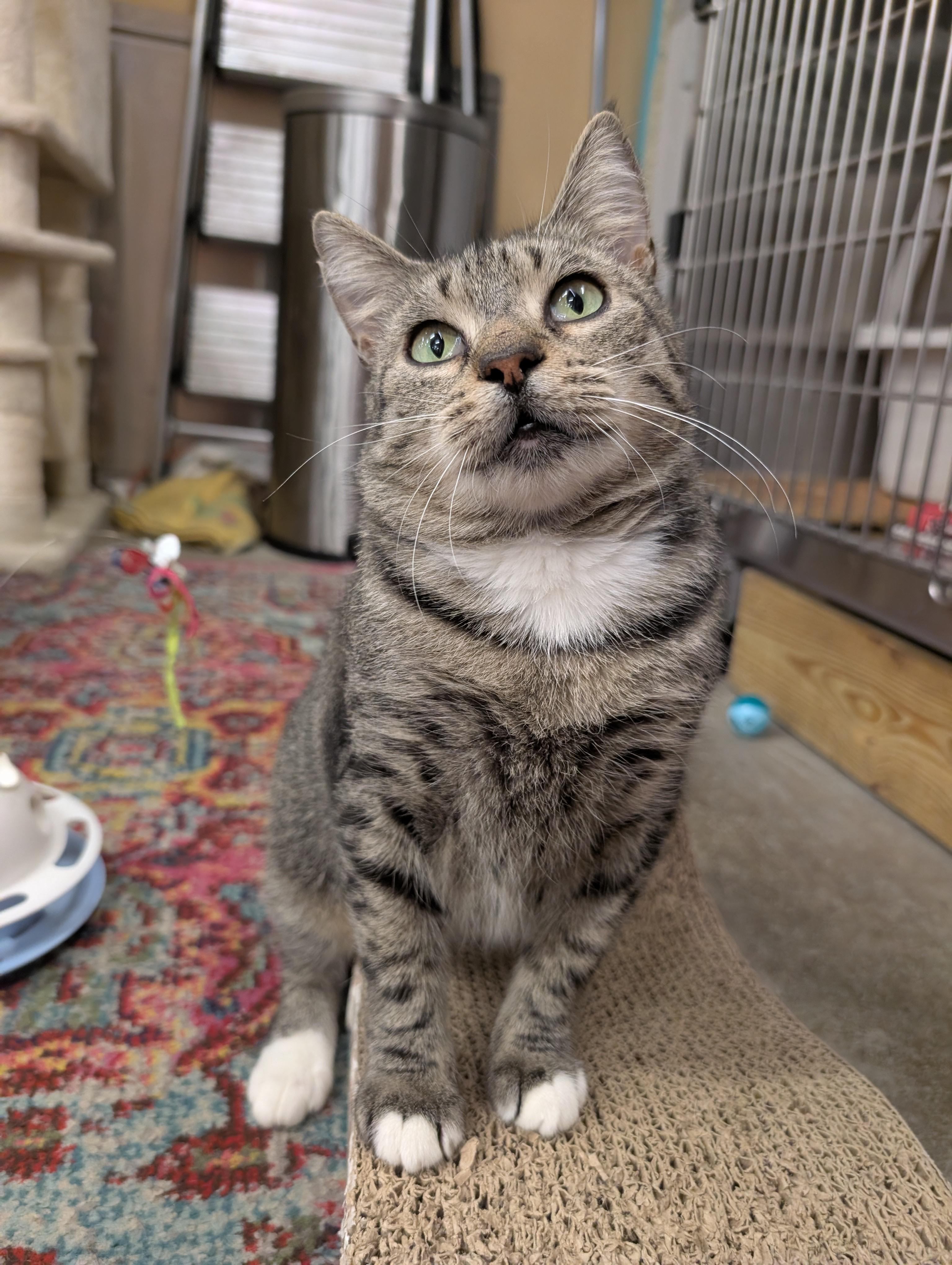 Enlarge Linnea, a Adoptable Domestic Short Hair in Clearwater, FL image 5/5