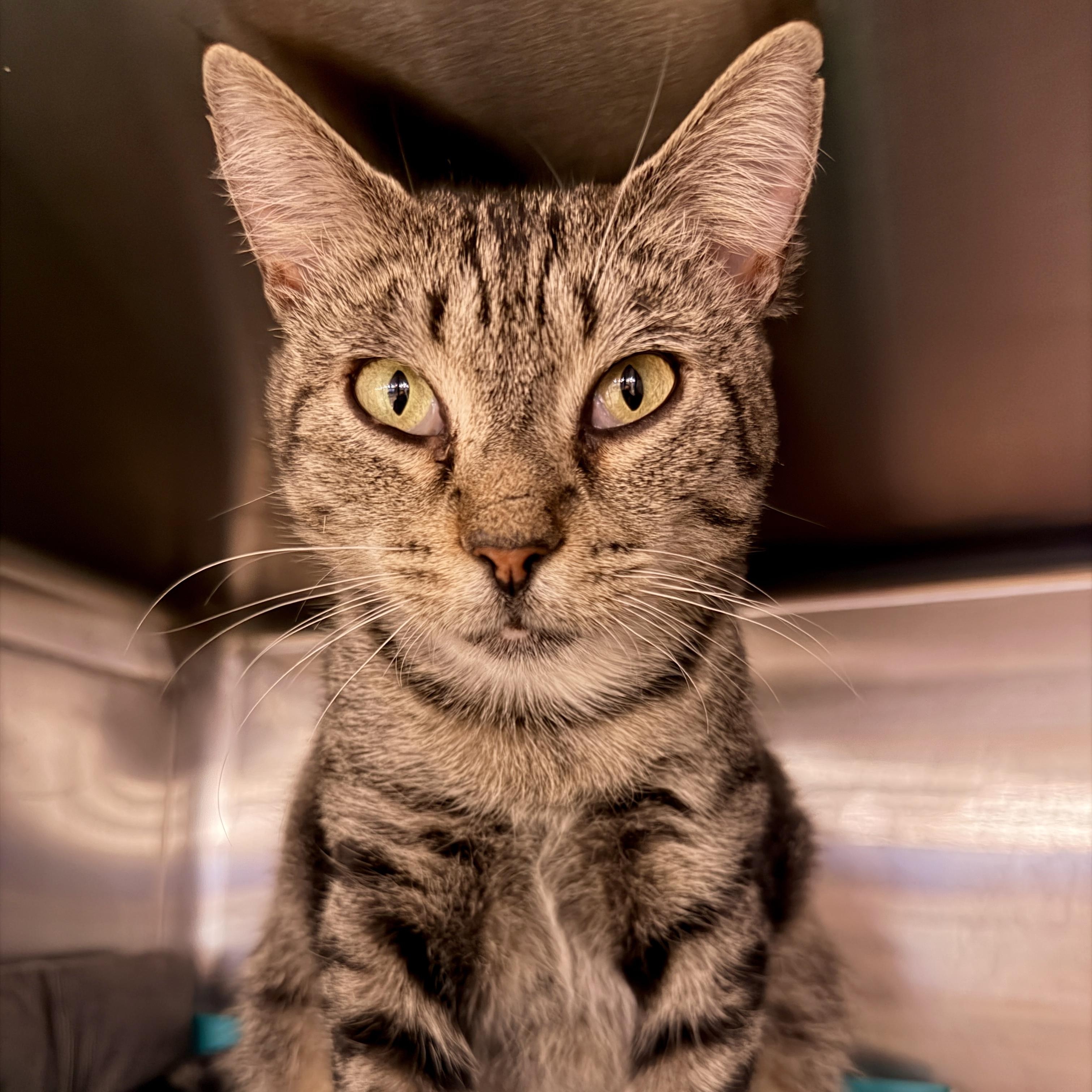 Linnea, Adoptable, Adult Female Domestic Short Hair.