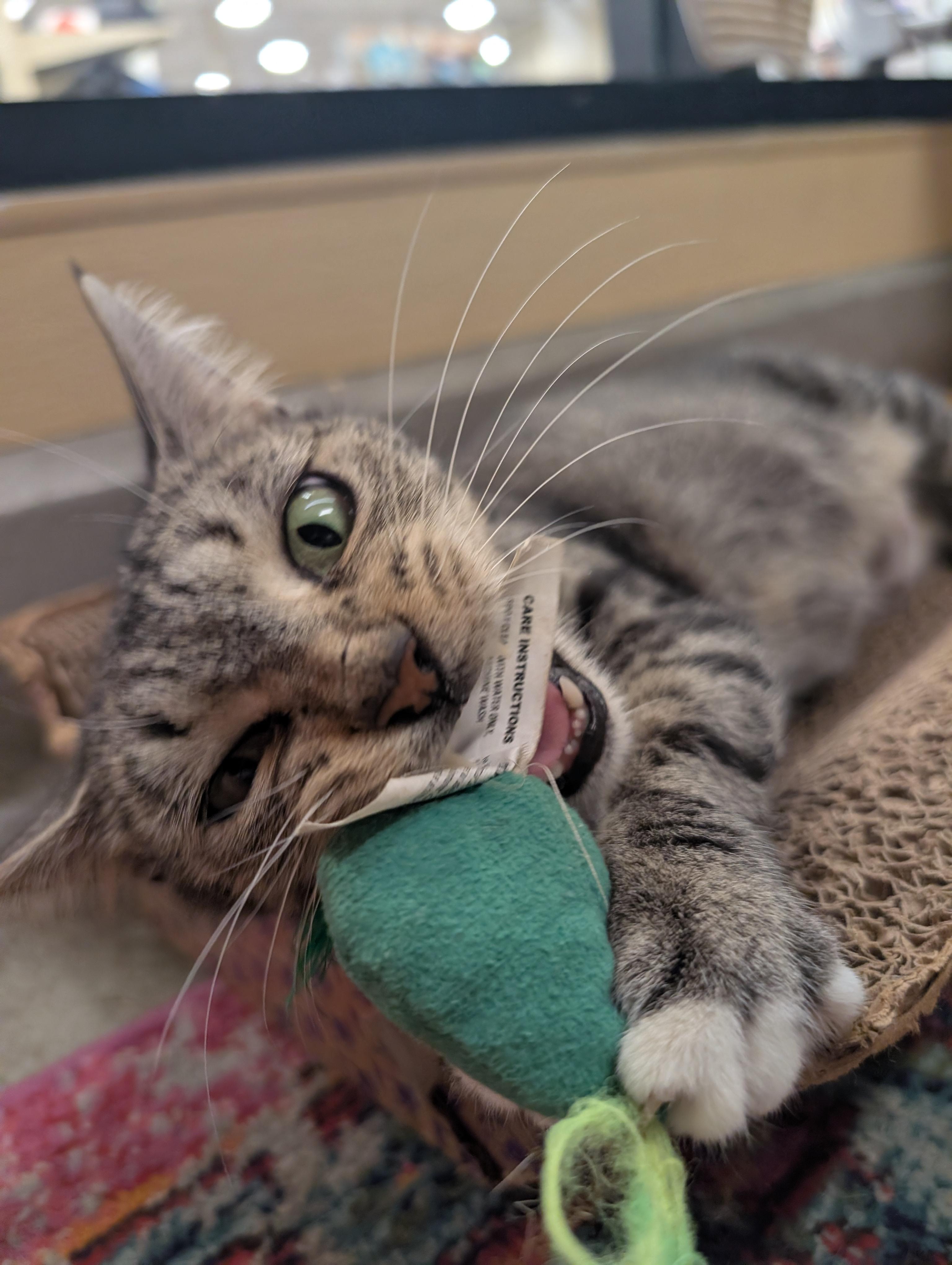 Enlarge Linnea, a Adoptable Domestic Short Hair in Clearwater, FL image 4/5