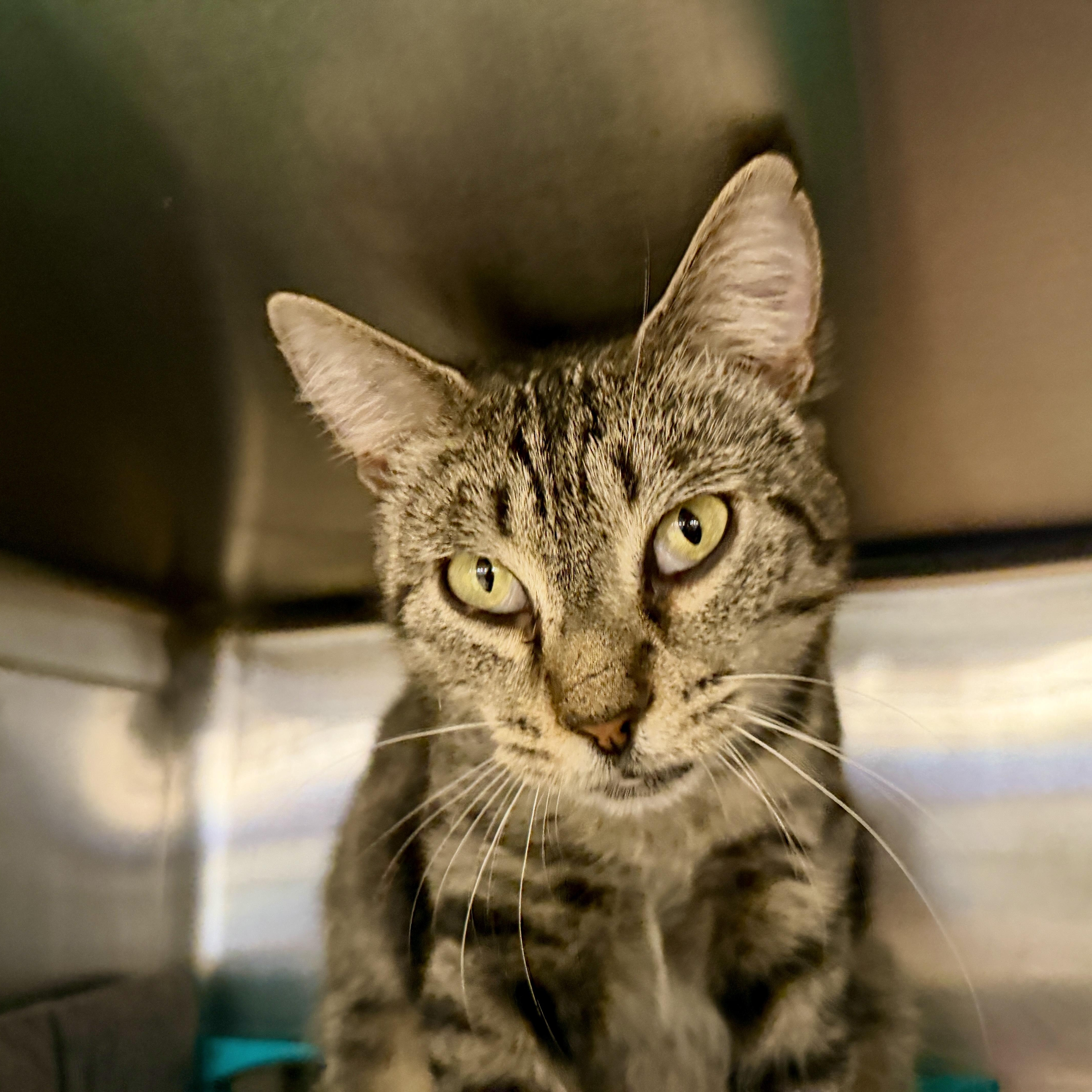 Enlarge Linnea, a Adoptable Domestic Short Hair in Clearwater, FL image 2/2