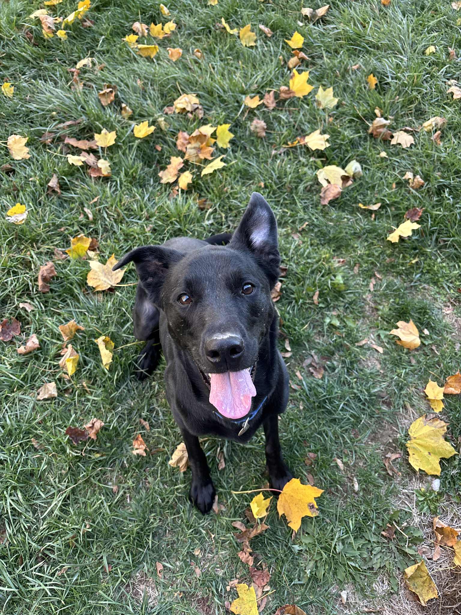 Mr. Sad Eyes, Adoptable, Adult Male German Shepherd Dog.