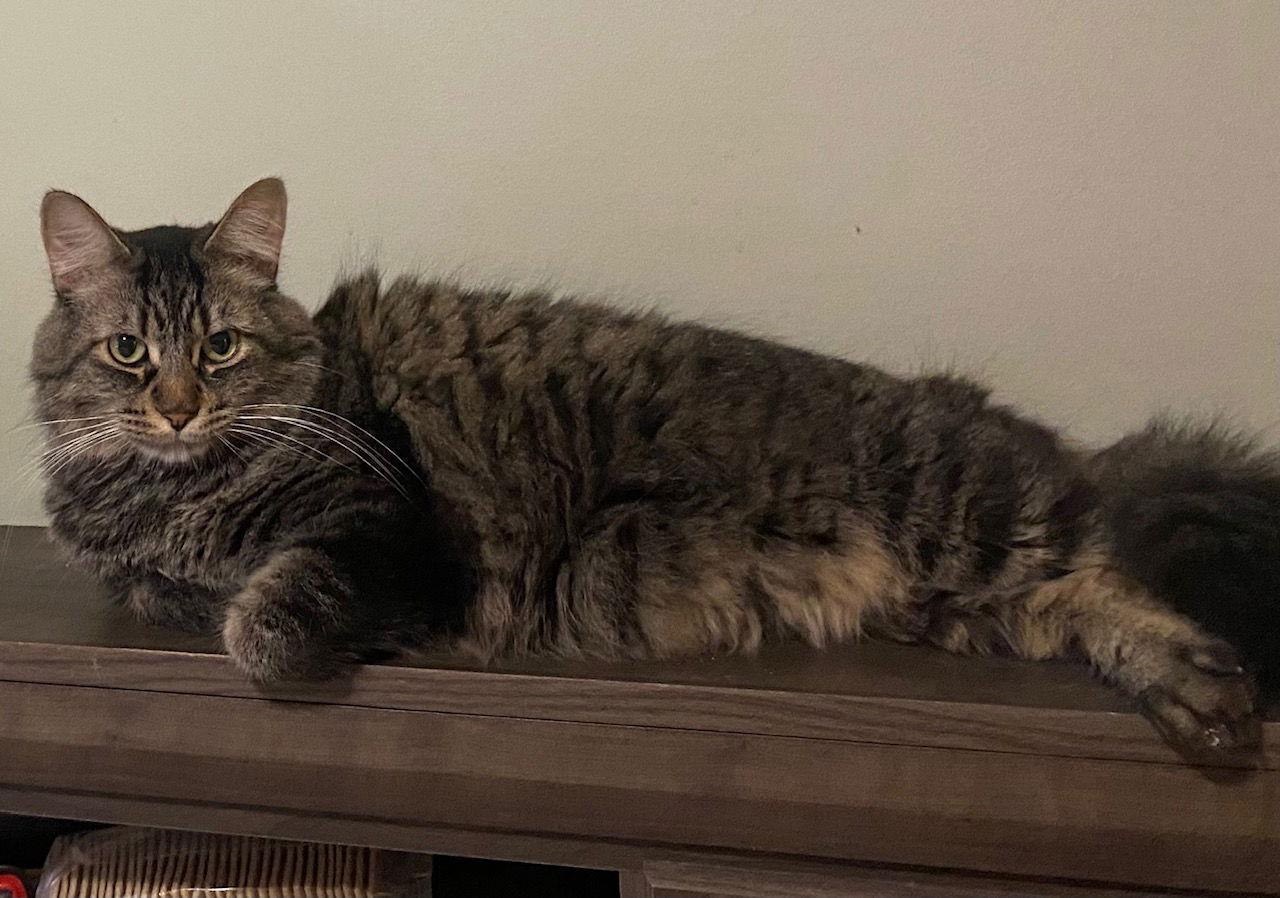 Merlin, Adoptable, Adult Male Domestic Long Hair.