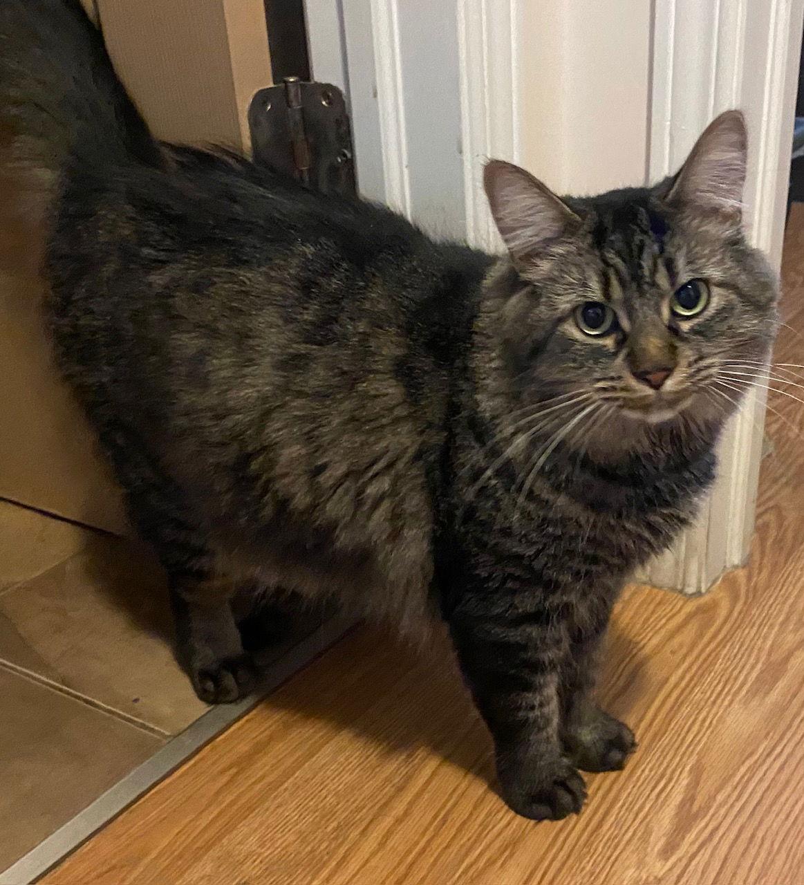 Enlarge Merlin, a Adoptable Domestic Long Hair in Montreal, QC image 2/2