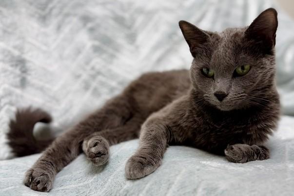 Tinkerbell, ADOPTABLE, Young Female Domestic Short Hair.