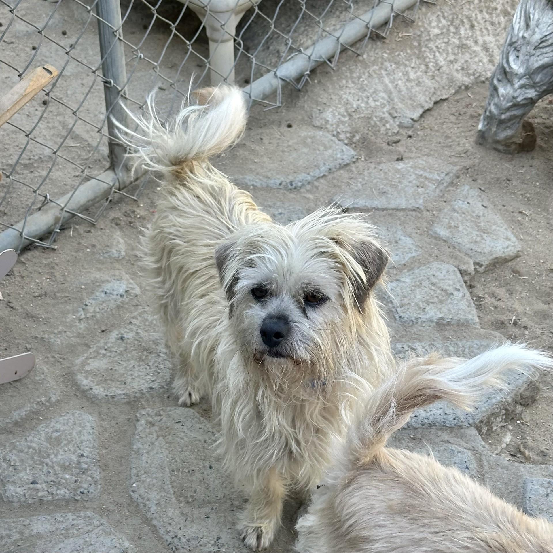 SCRUFFY photo 3