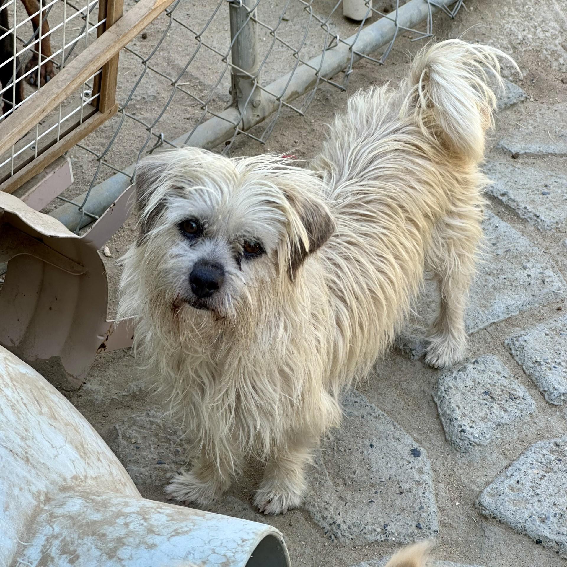 SCRUFFY, Adult Male unknown