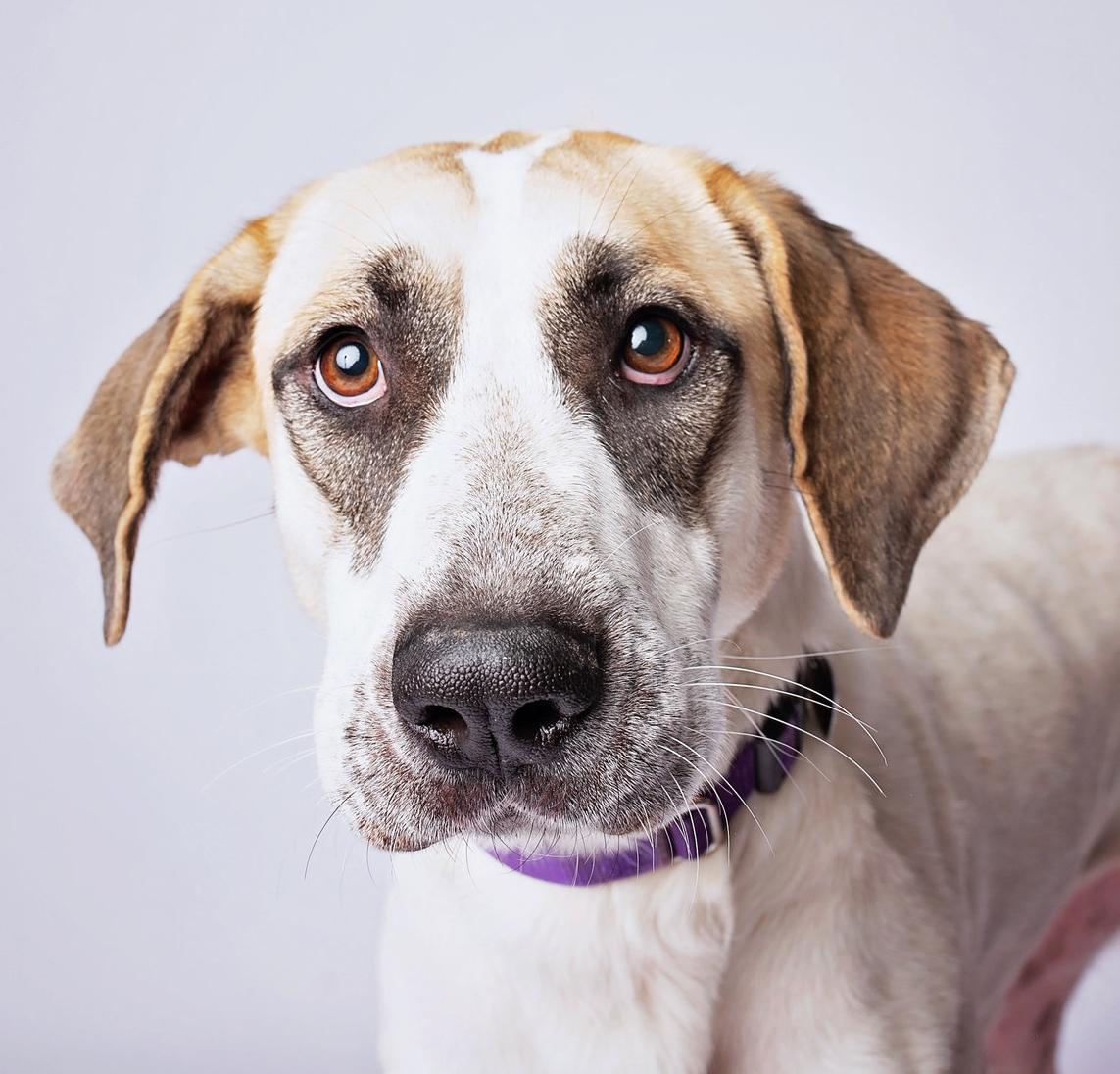 Rosabella, Adoptable, Adult Female German Shepherd Dog & Great Dane.