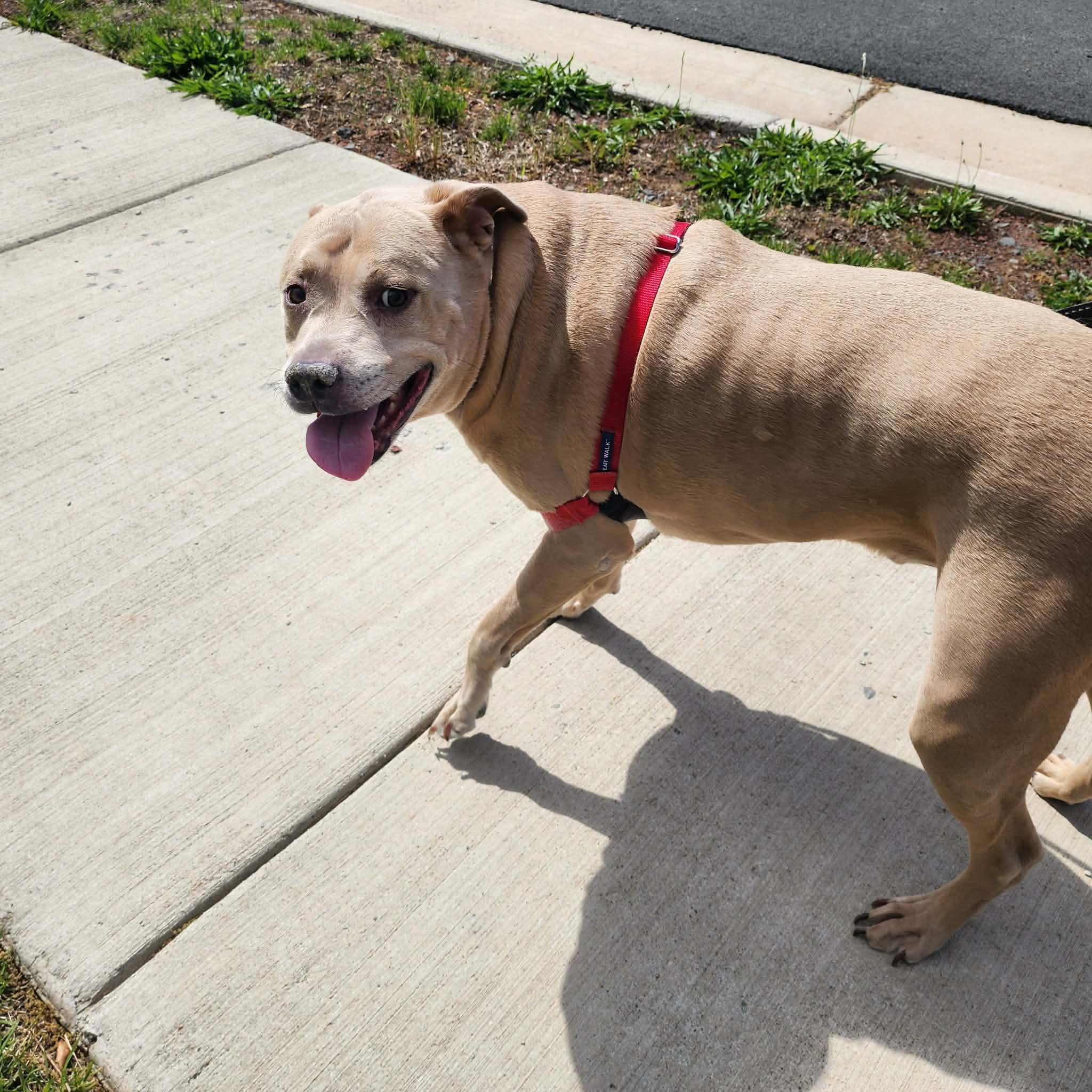 Enlarge DEXTER, a ADOPTABLE Pit Bull Terrier in Manassas, VA image 2/4