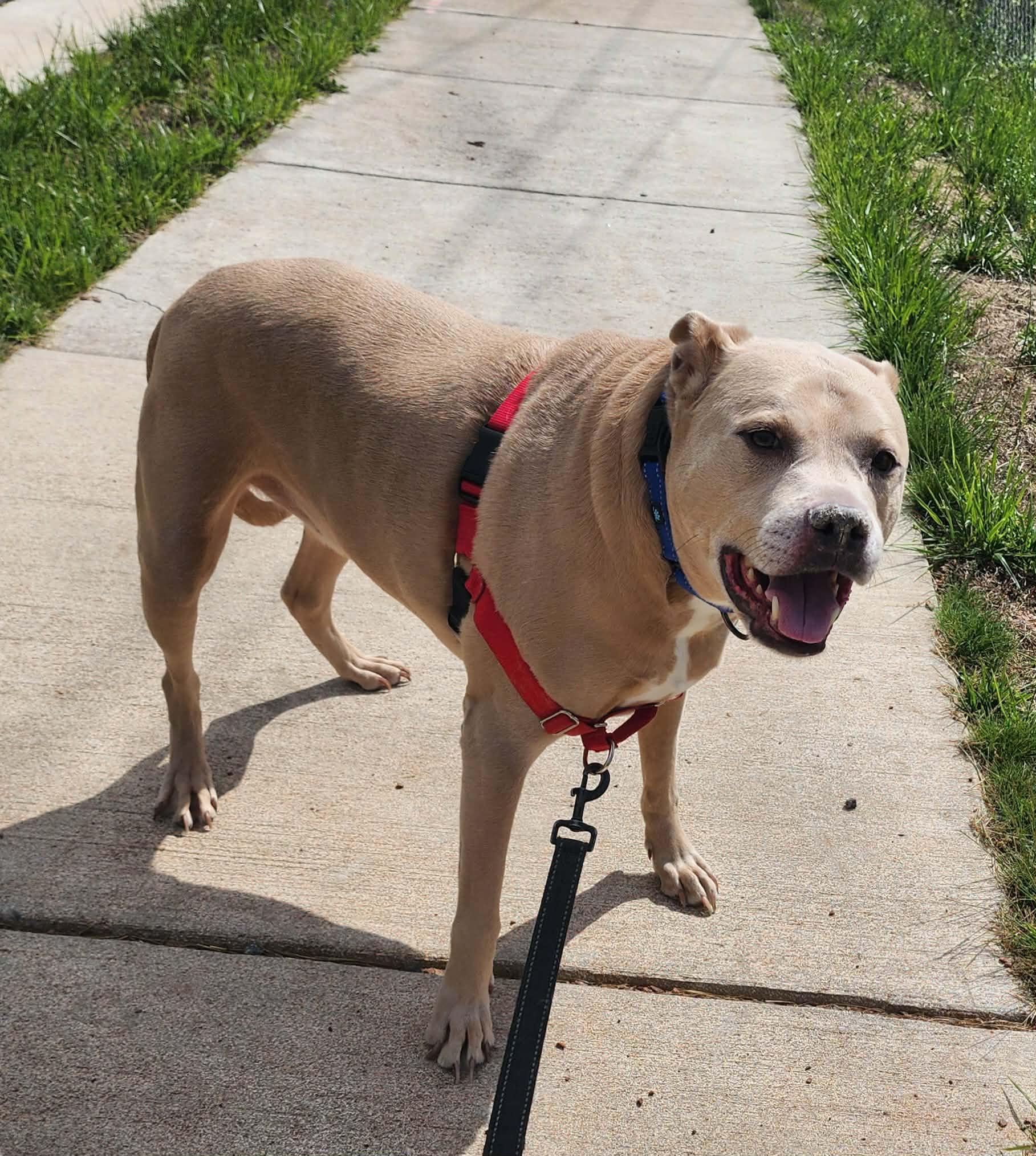 DEXTER, ADOPTABLE, Adult Male Pit Bull Terrier.