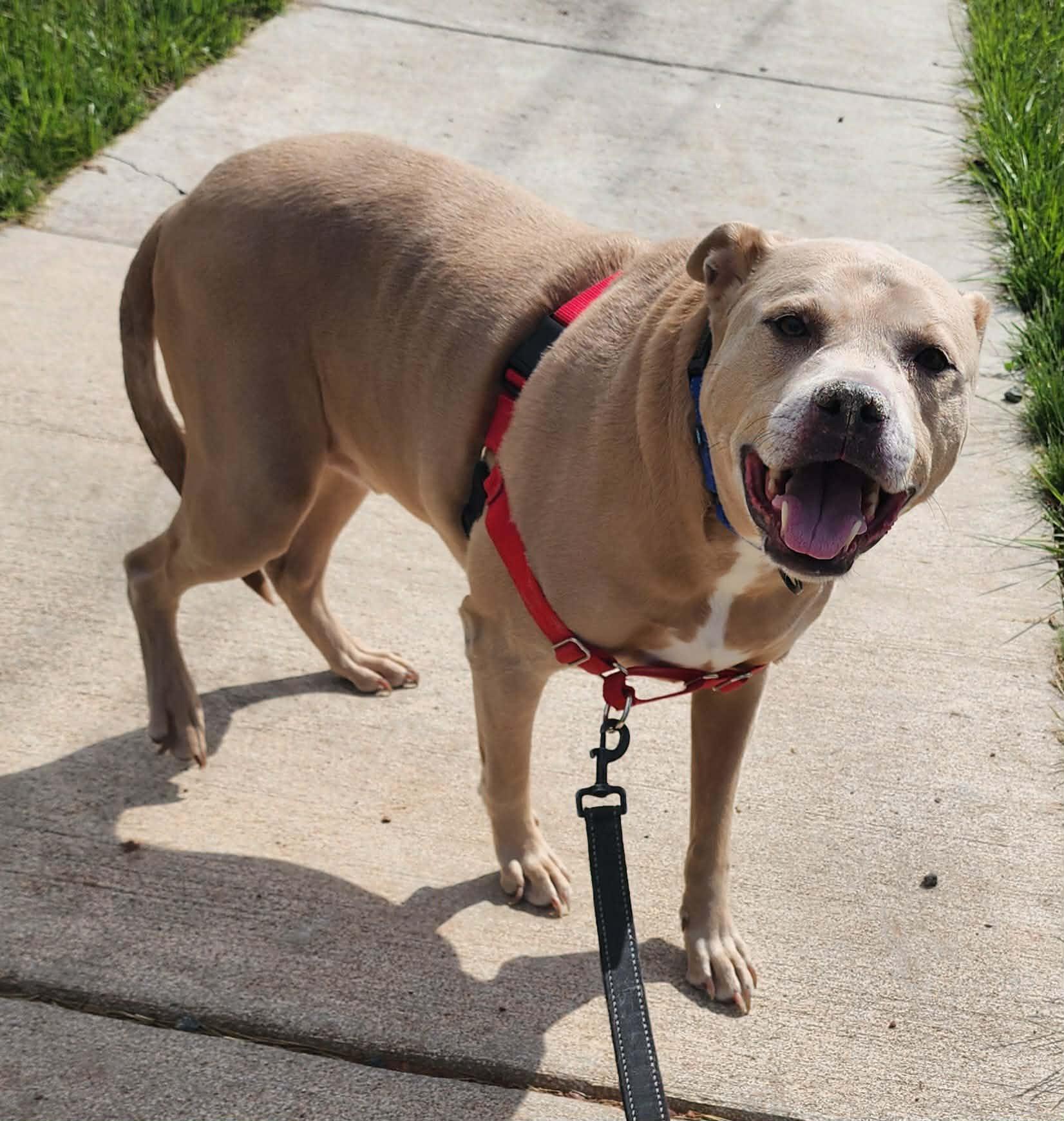 Enlarge DEXTER, a ADOPTABLE Pit Bull Terrier in Manassas, VA image 3/4