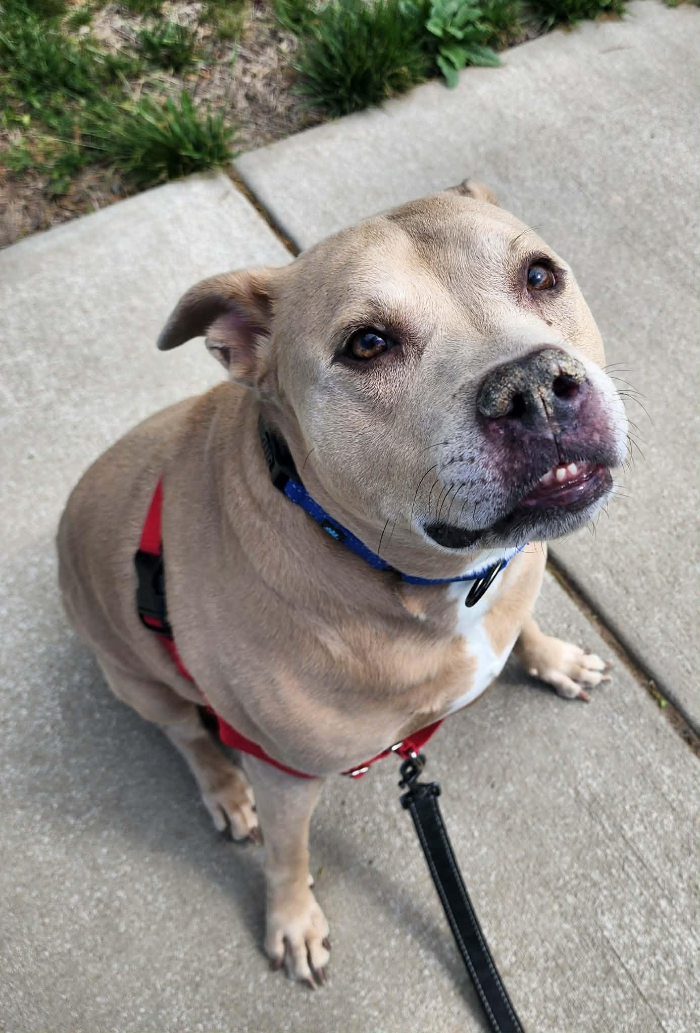 Enlarge DEXTER, a ADOPTABLE Pit Bull Terrier in Manassas, VA image 4/4