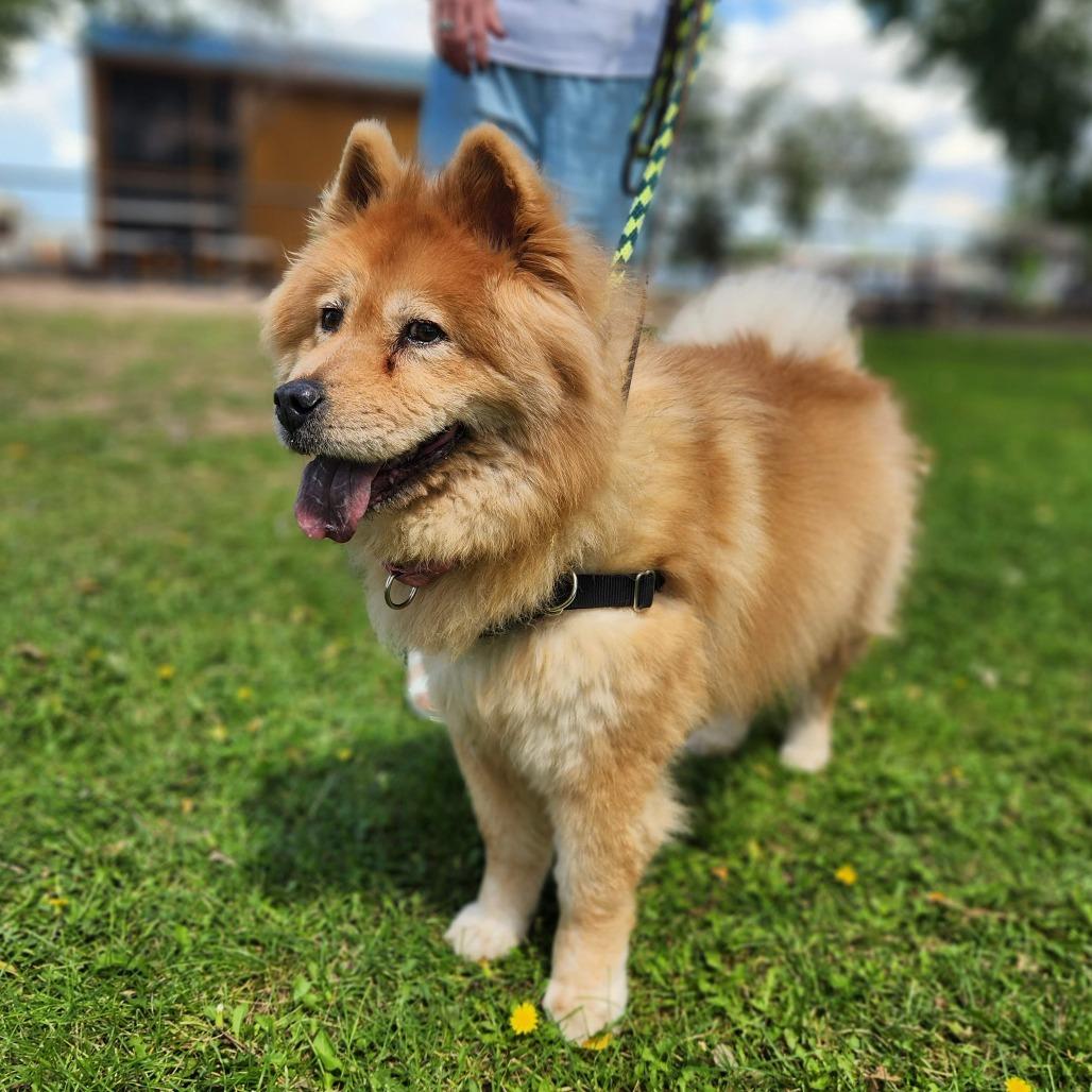Enlarge Kylie, a Adoptable Chow Chow in Prescott, AZ image 1/5