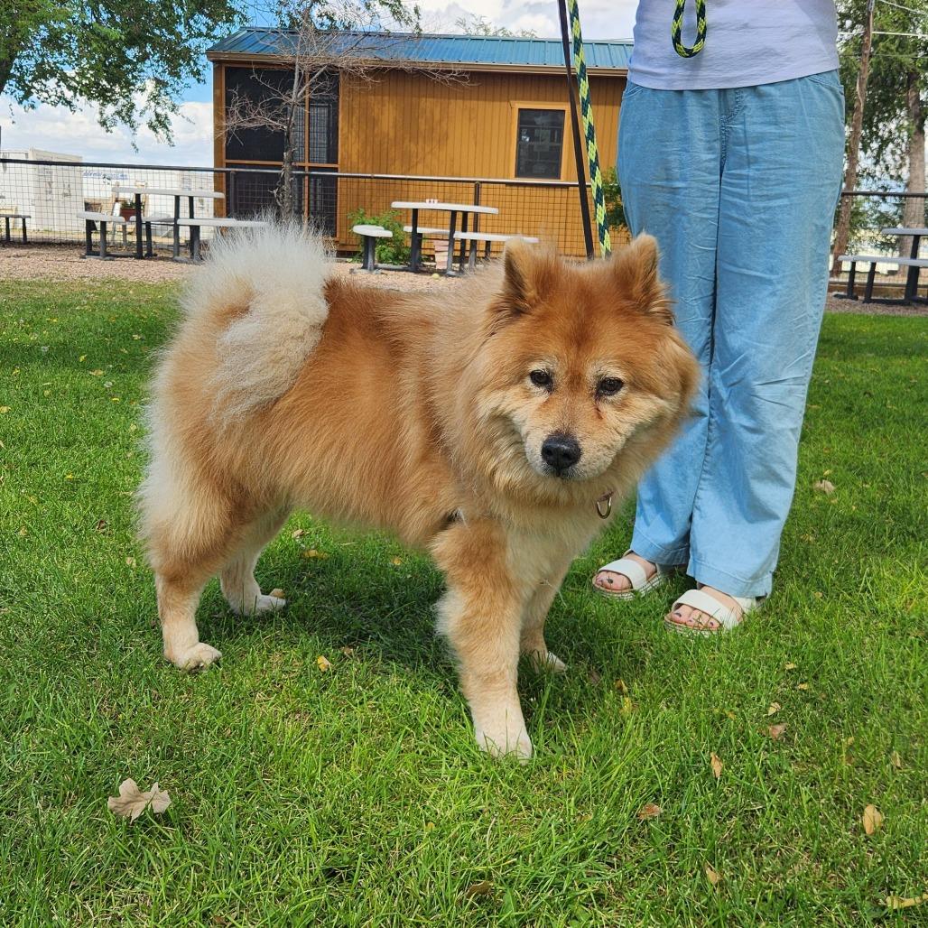 Enlarge Kylie, a Adoptable Chow Chow in Prescott, AZ image 2/5